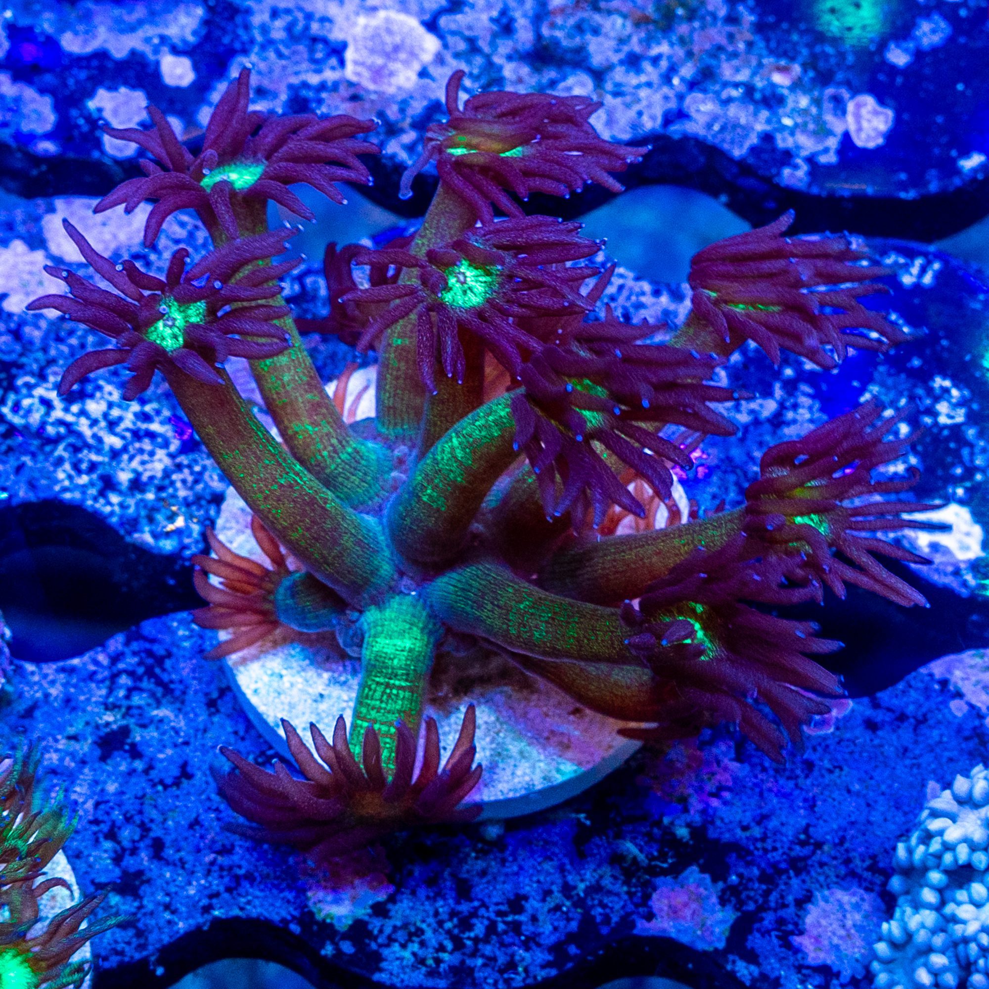 Glitter Queen Gonipora