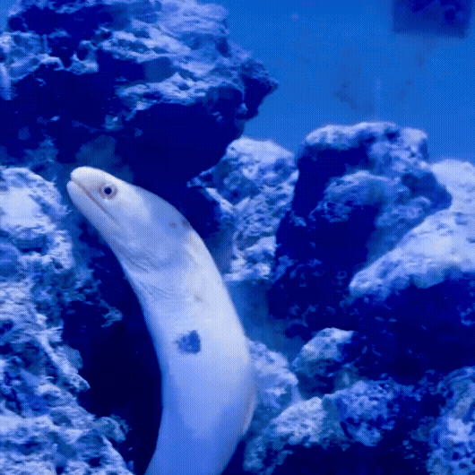Banana Moray Eel