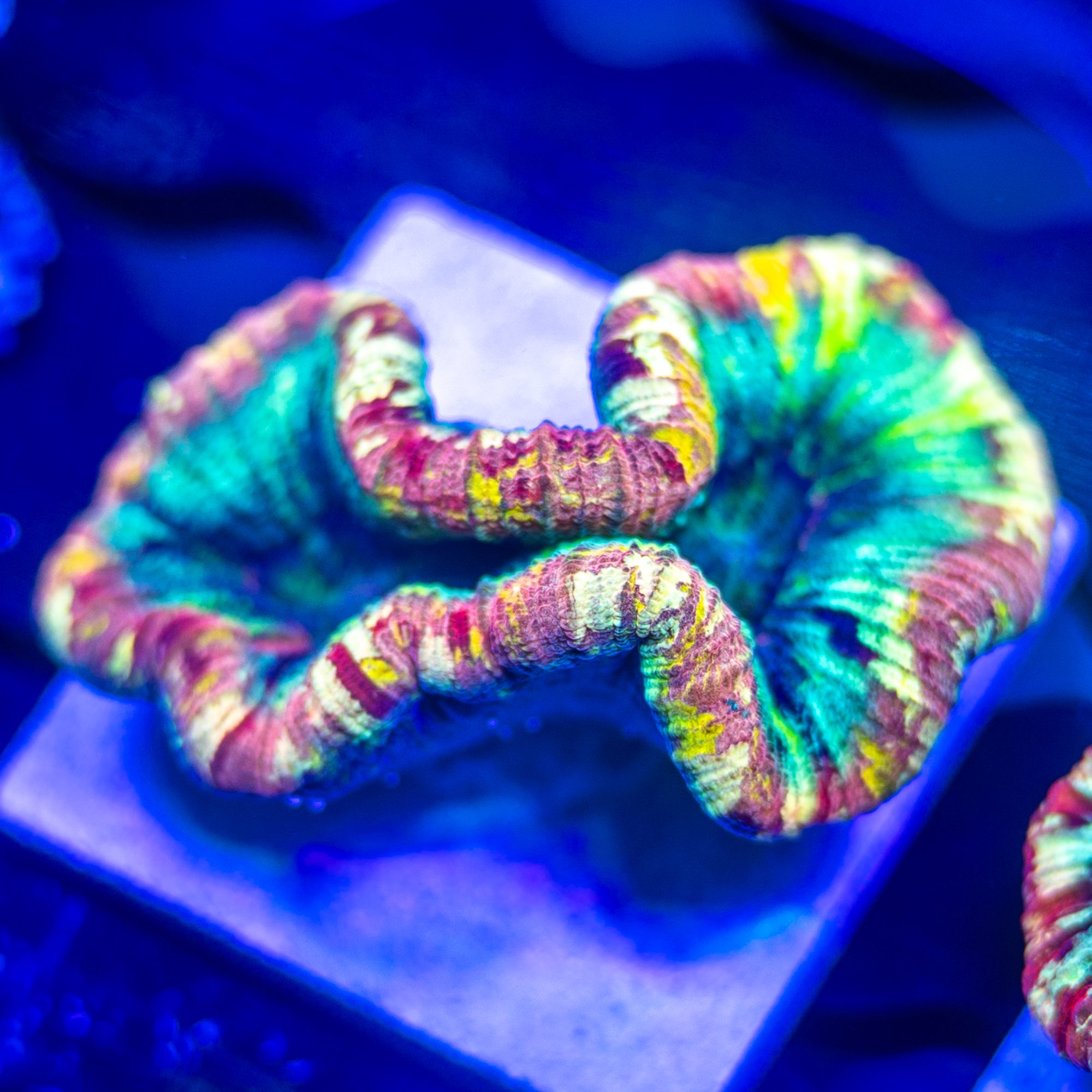 Prismatica Trachyphyllia