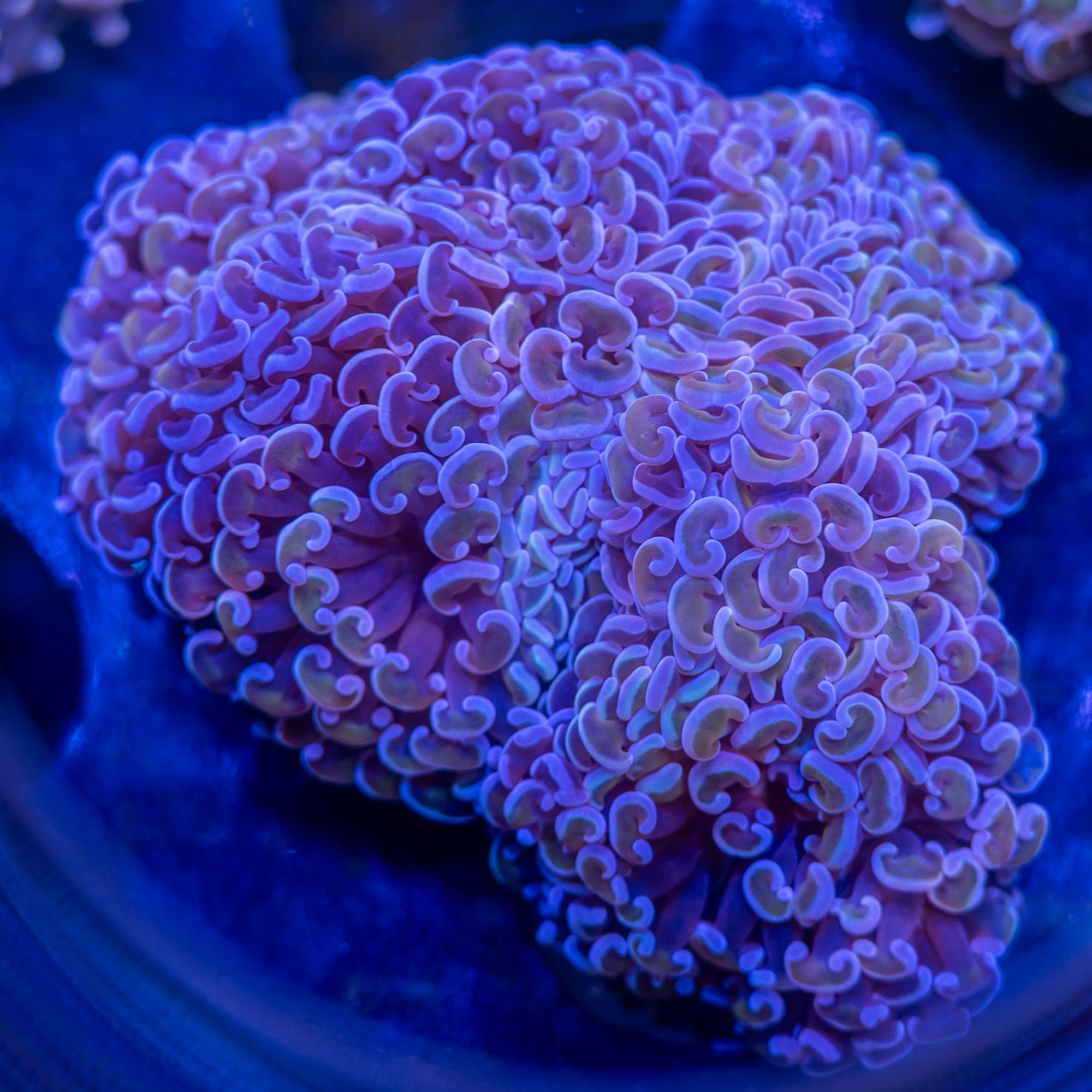 Golden Grape Hammer Colony