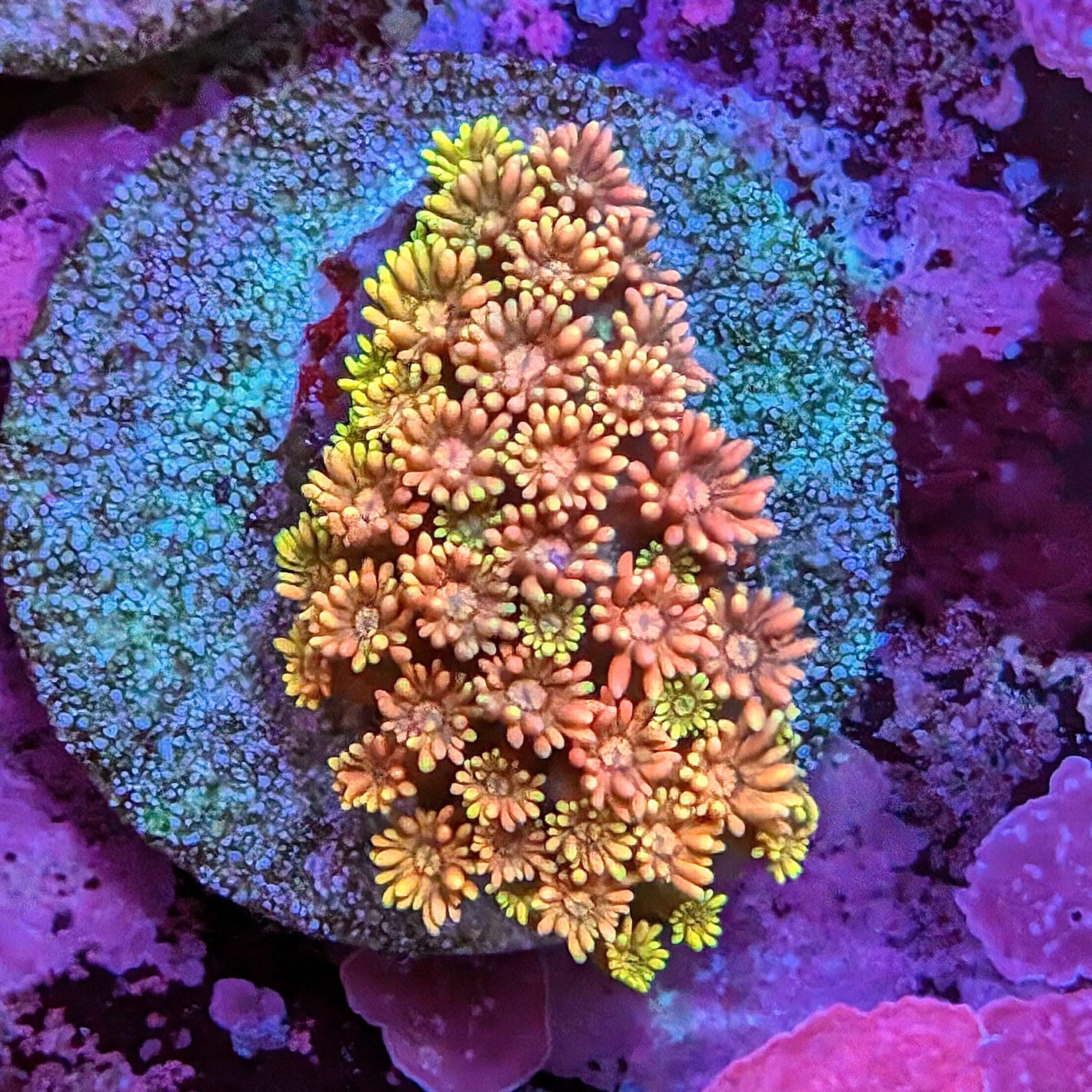 Rainbow Fairy Dust Gonipora 3