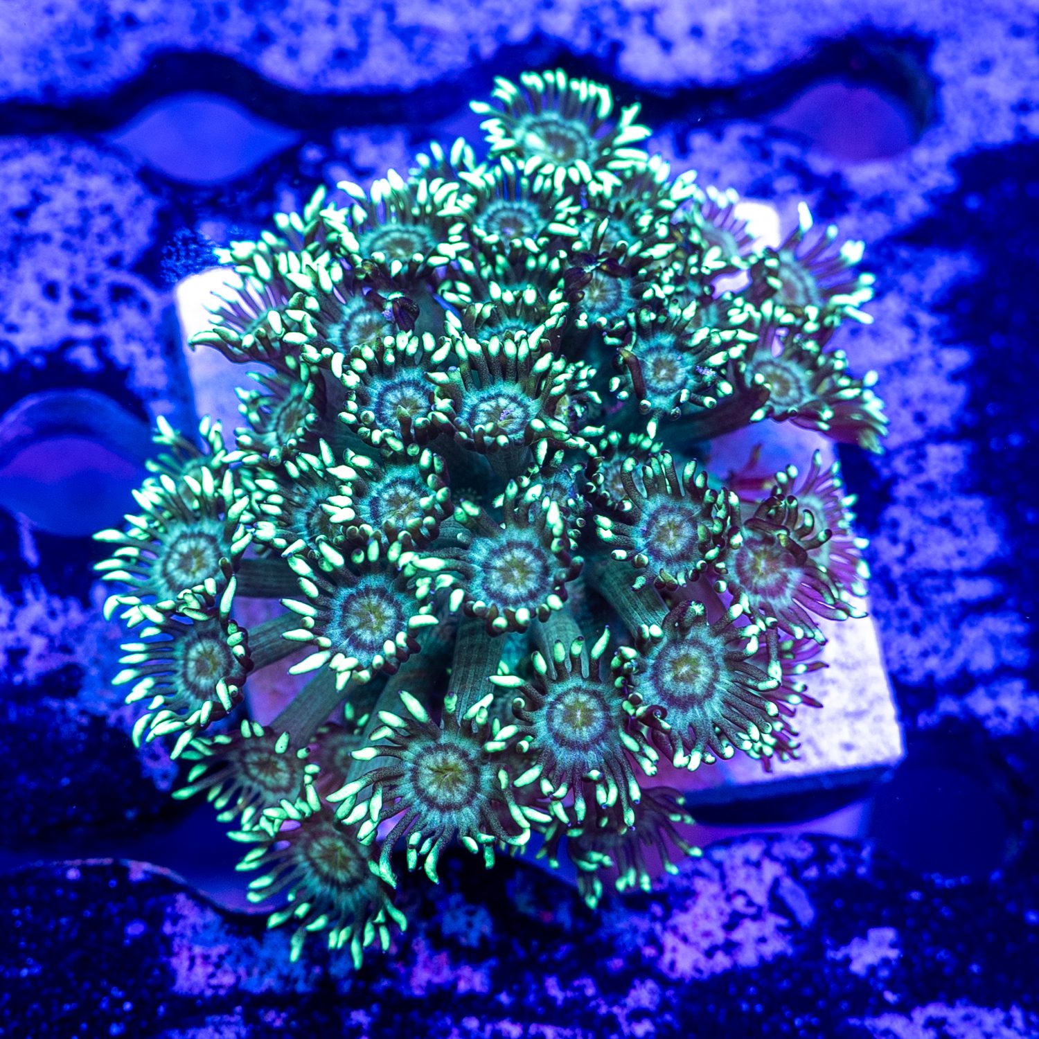 Fern Gulley Gonipora