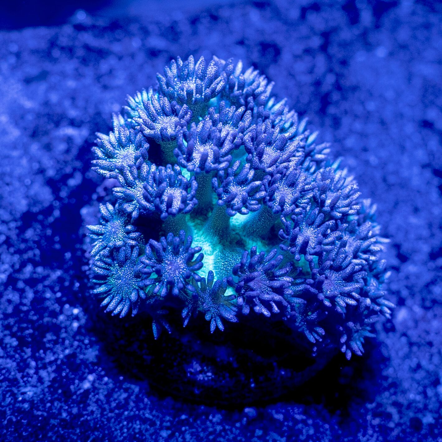 Green Glitter Gonipora