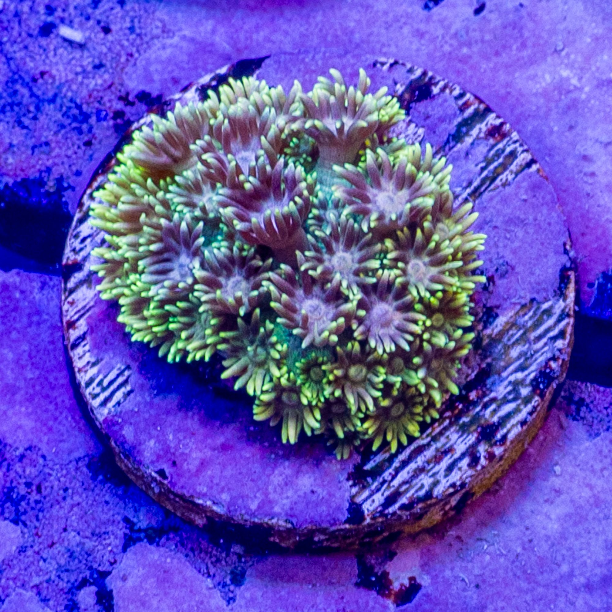 Citrine Rainbow Gonipora