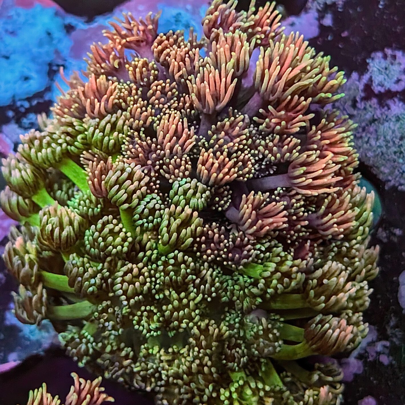 BiPolar Gonipora