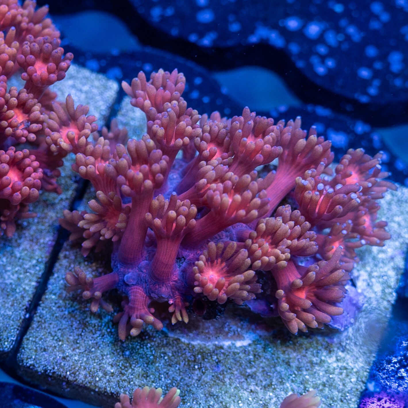 Vampirella Gonipora 1