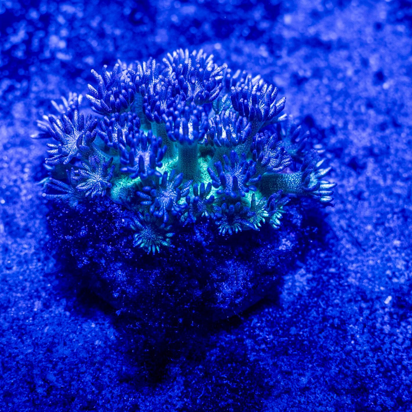 Green Glitter Gonipora 2