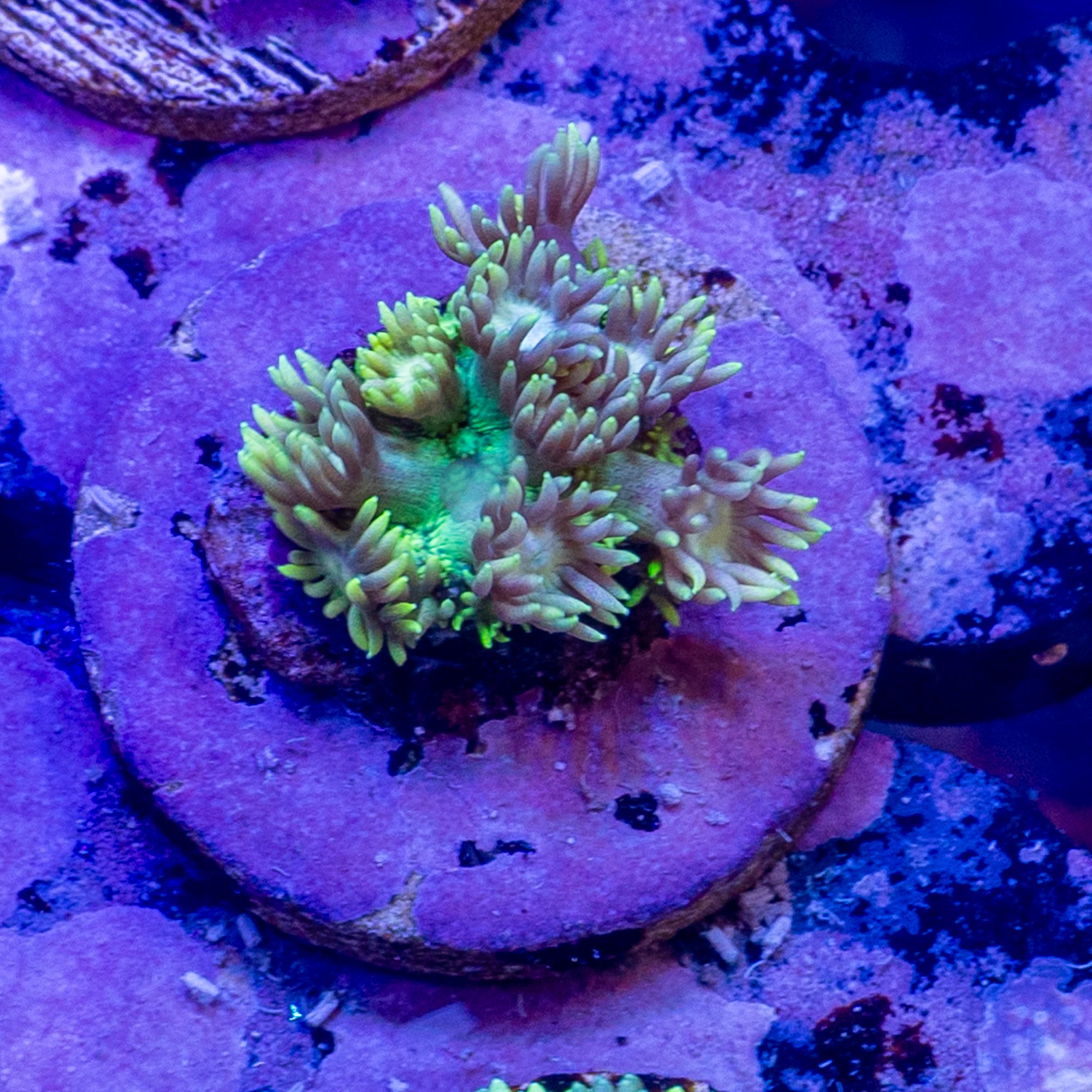 Citrine Rainbow Gonipora 2