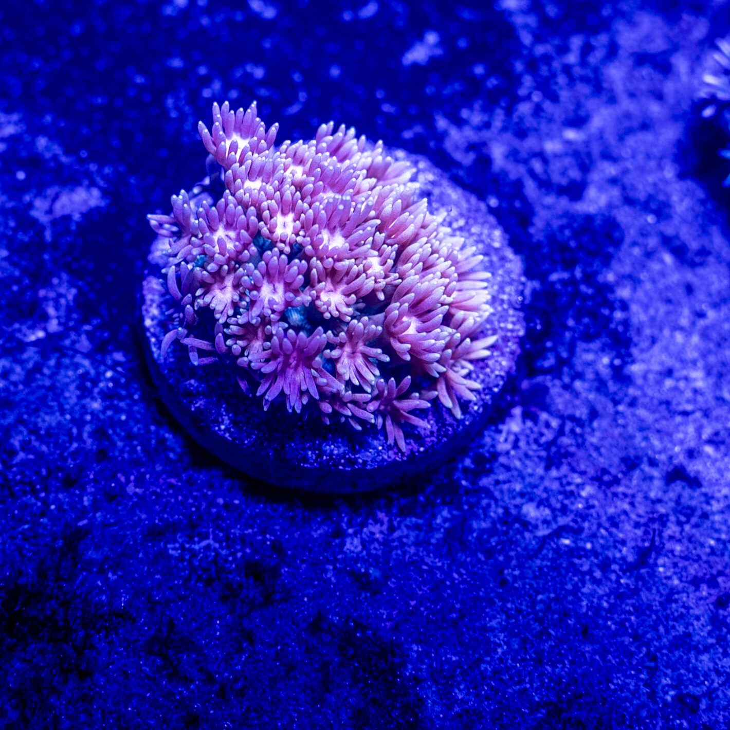 Mermaid Pink Gonipora 2