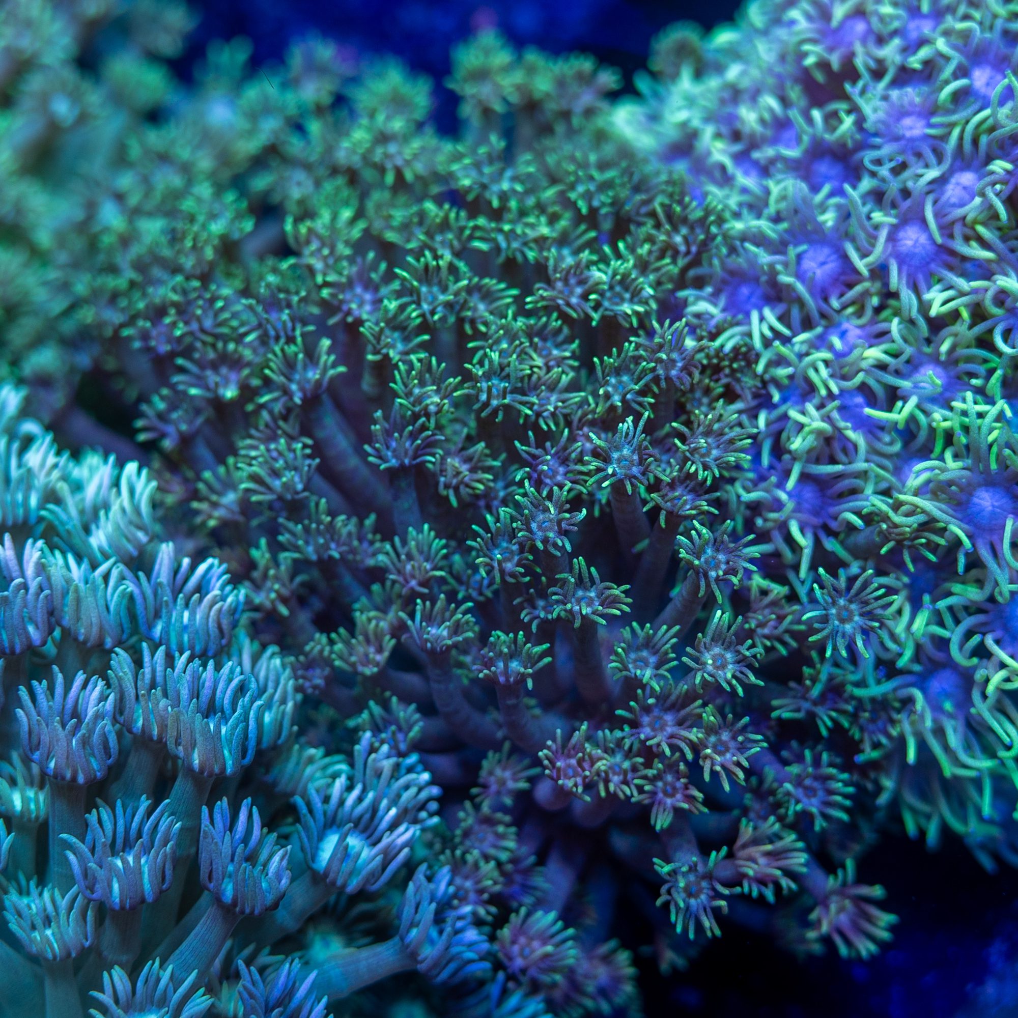Green Fuzz Gonipora