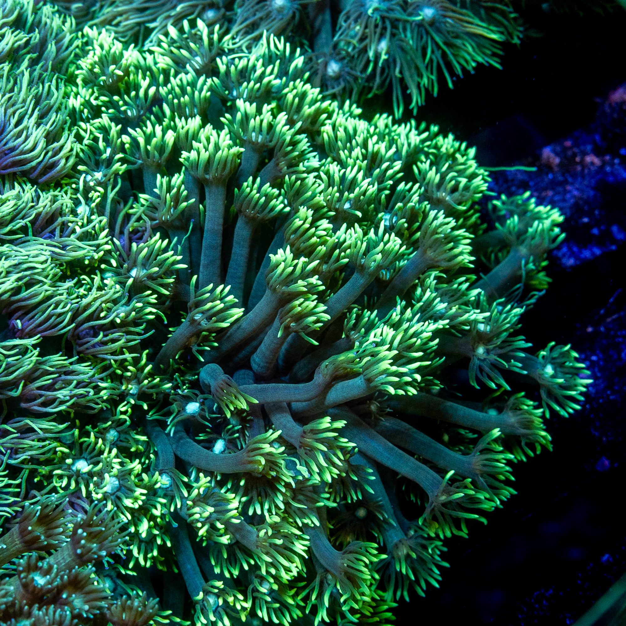Matrix Green Gonipora Colony