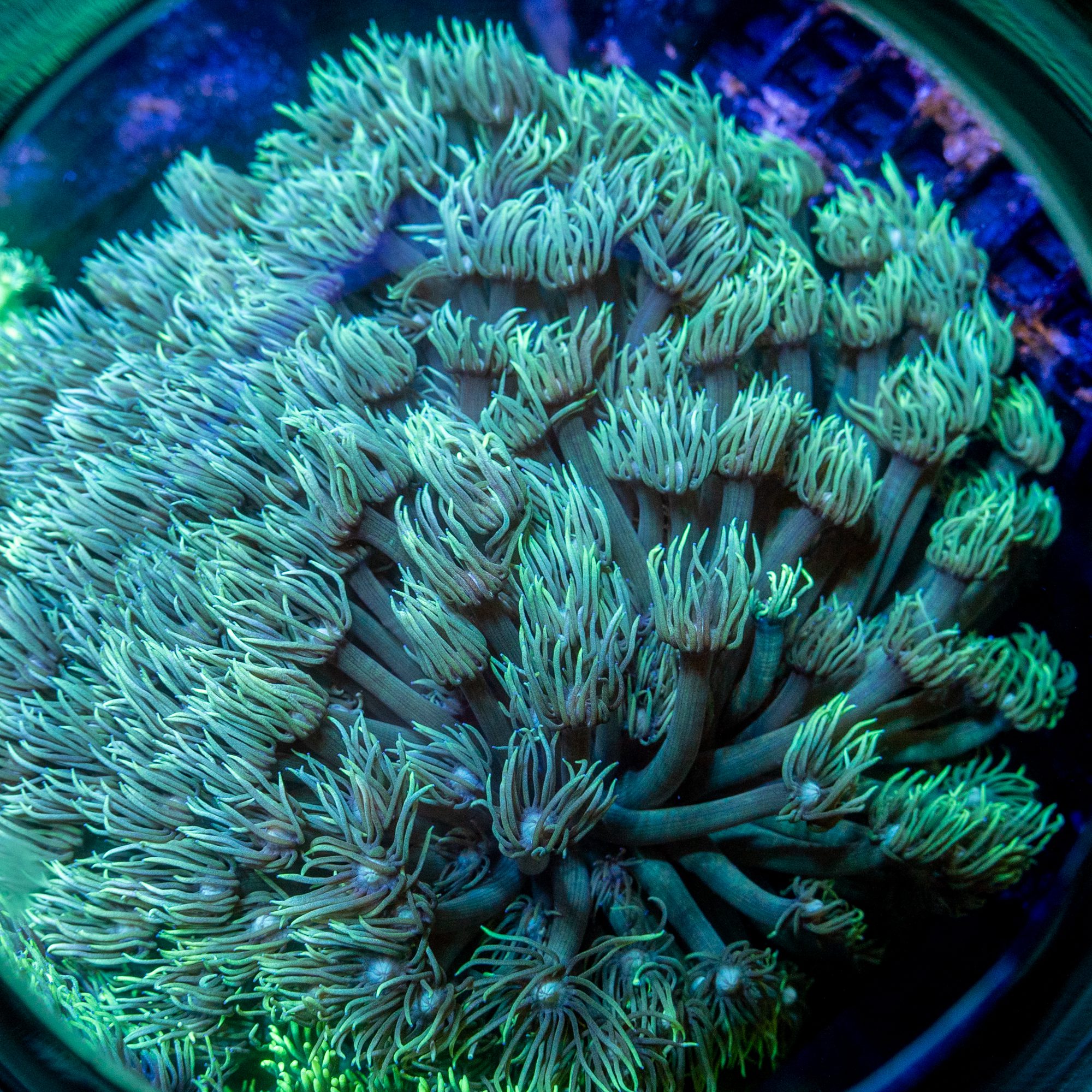 Spearmint Gonipora Colony