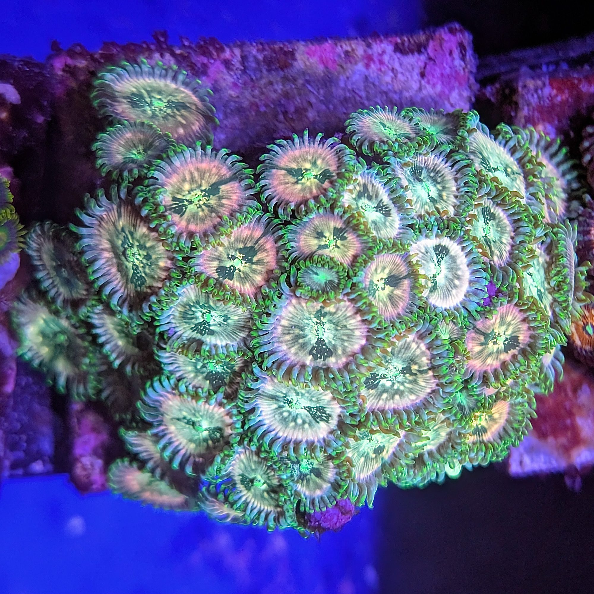 Great Gatsby Palythoa Colony