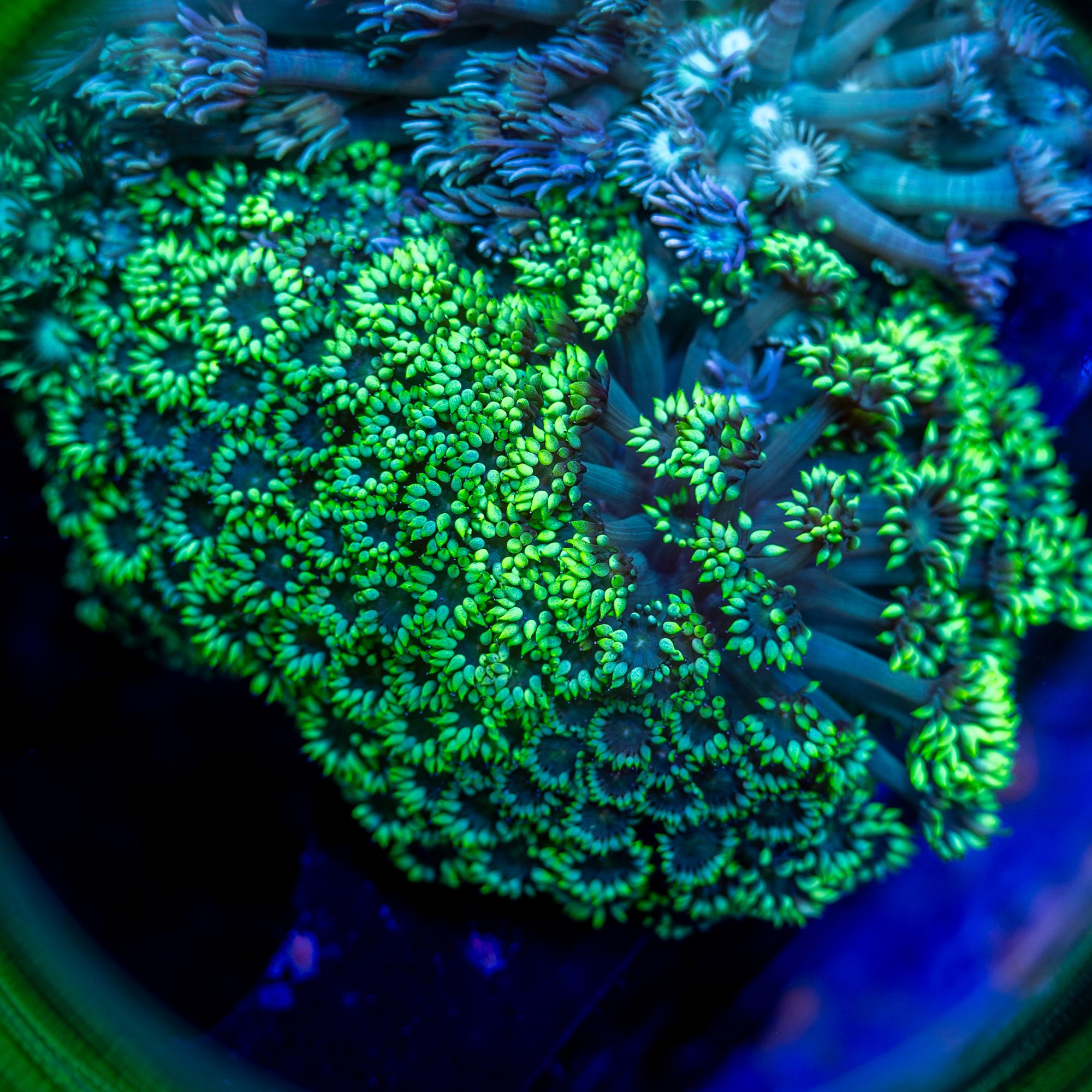 Green Gerber Gonipora