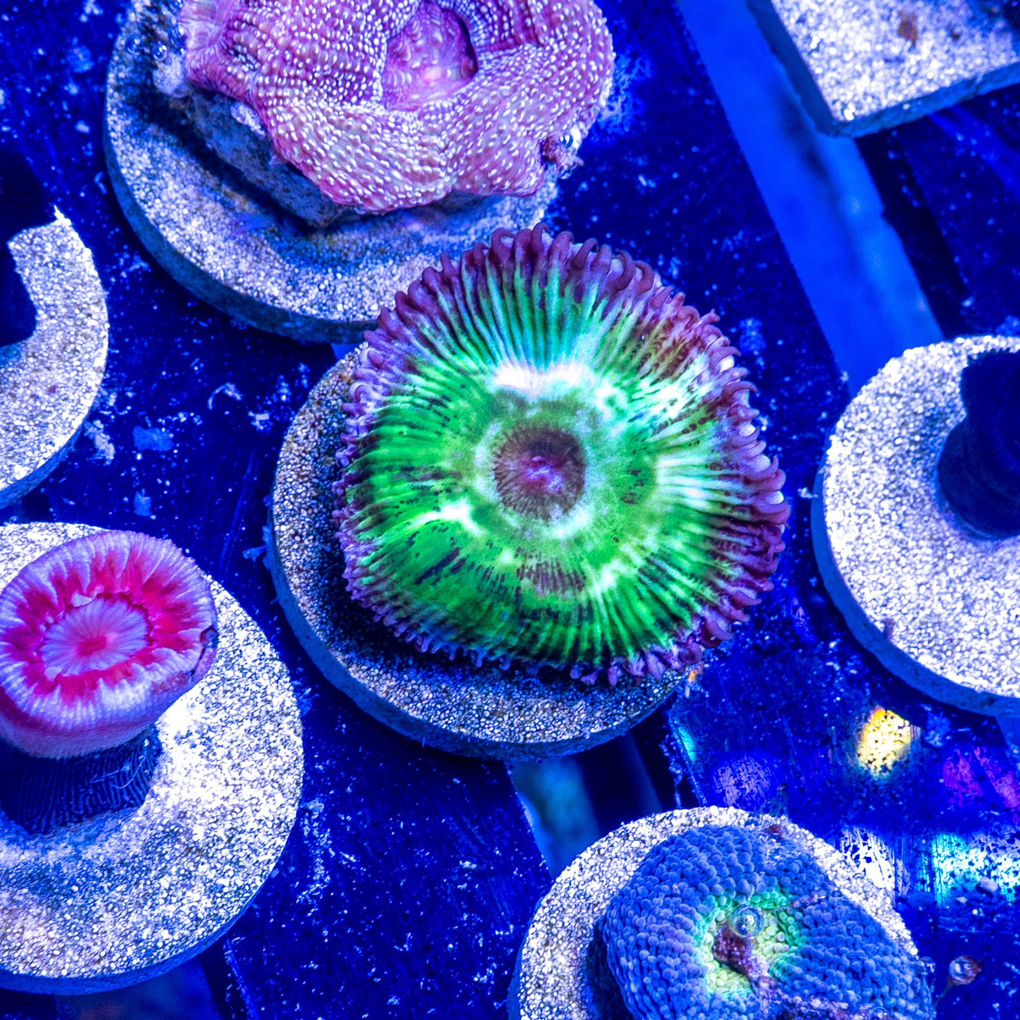 Mutant People Eater Palythoa Grandis
