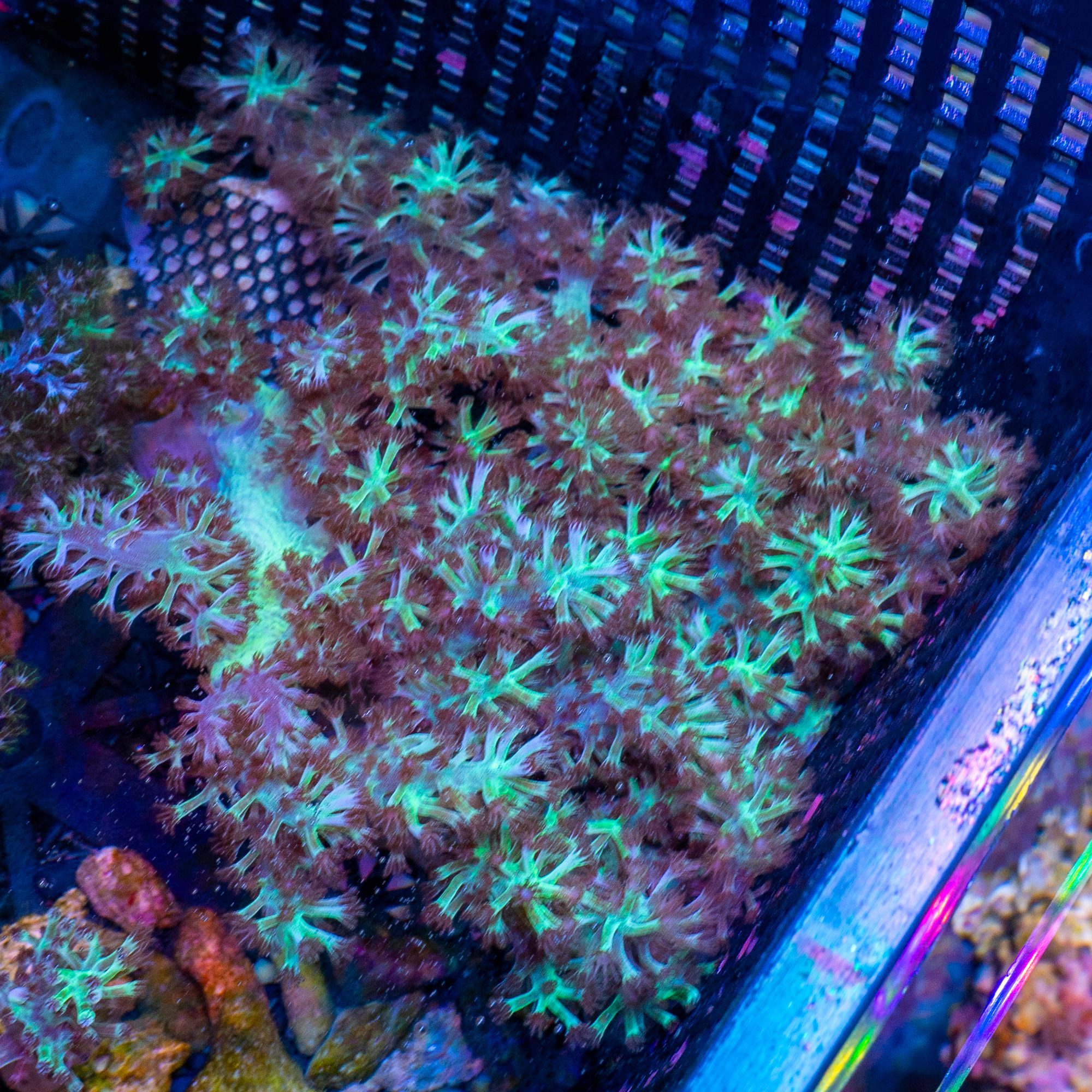 Ultra Green Kenya Tree Coral