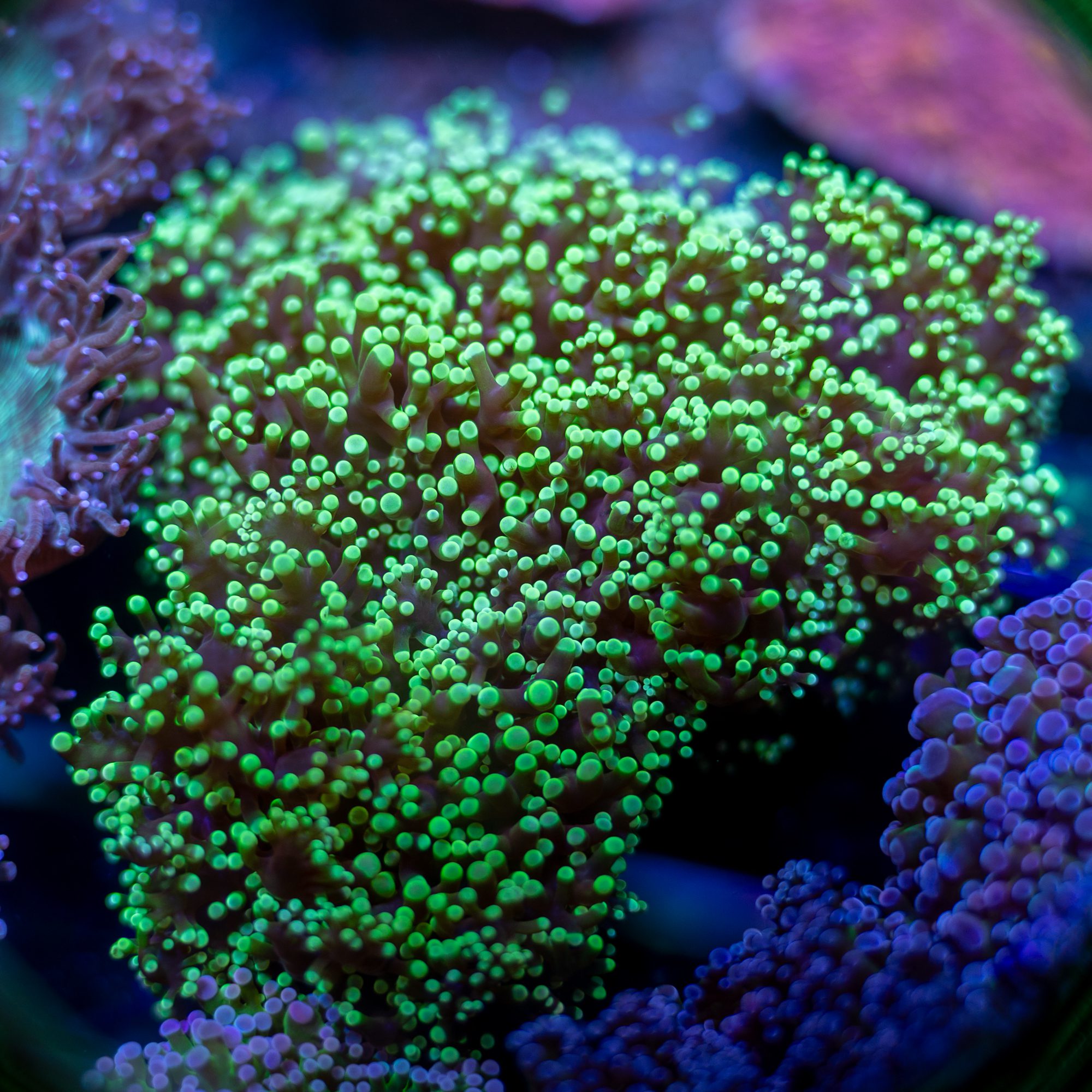 Green Tip Octospawn