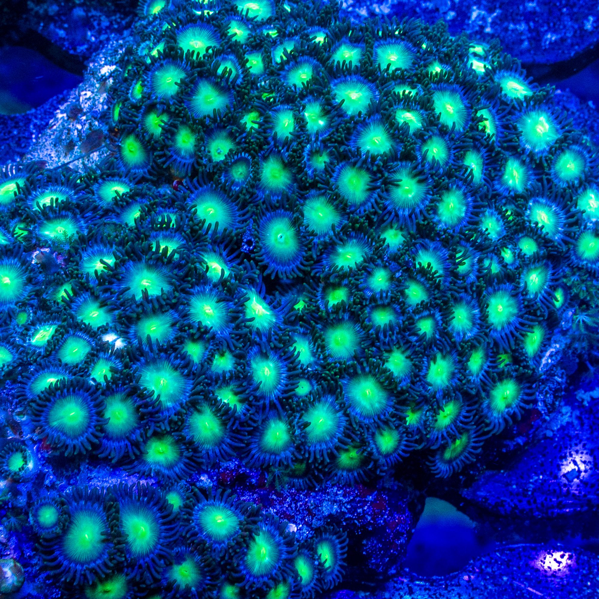 Radioactive Dragon Eye Zoanthids