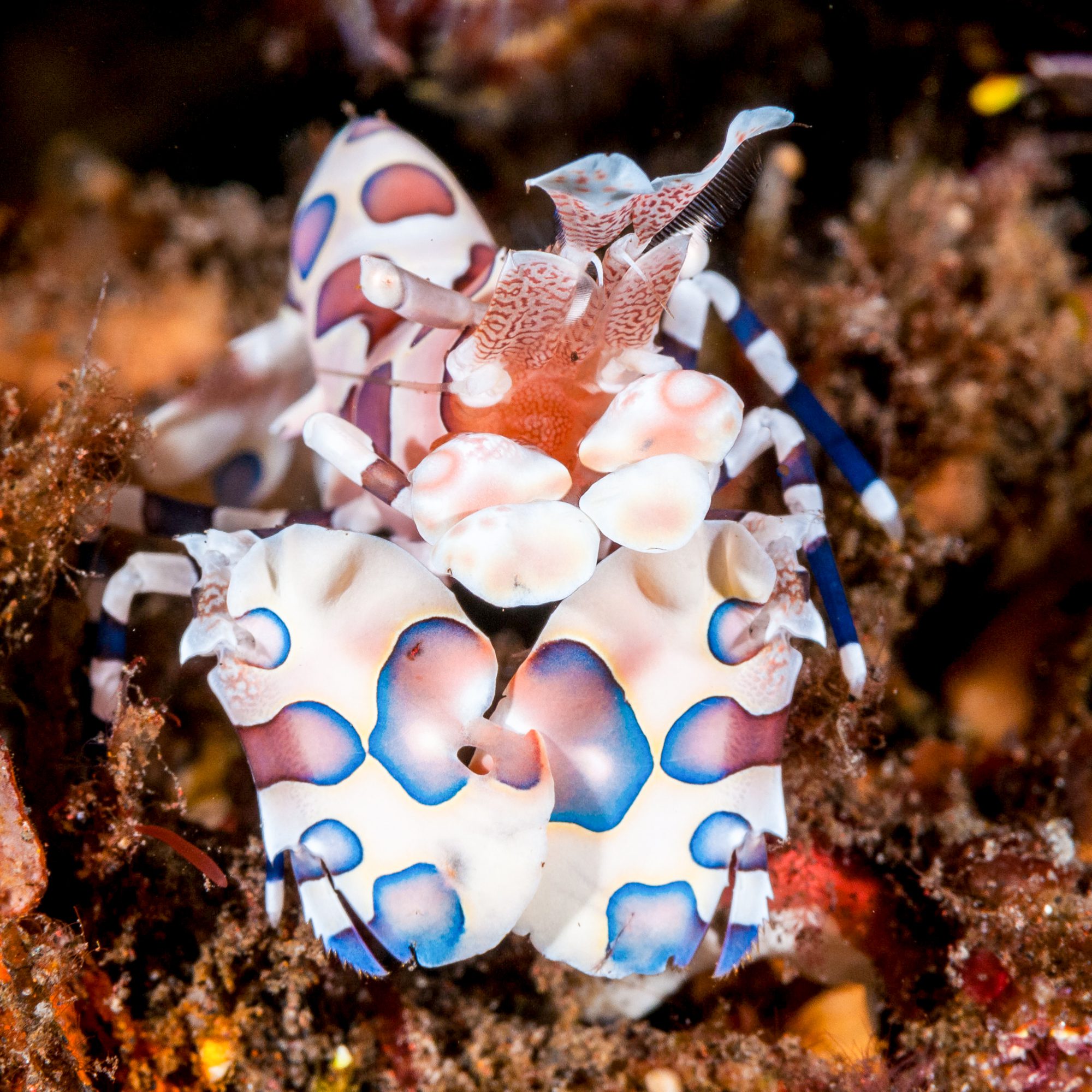 Harlequin Shrimp, Sm-Md