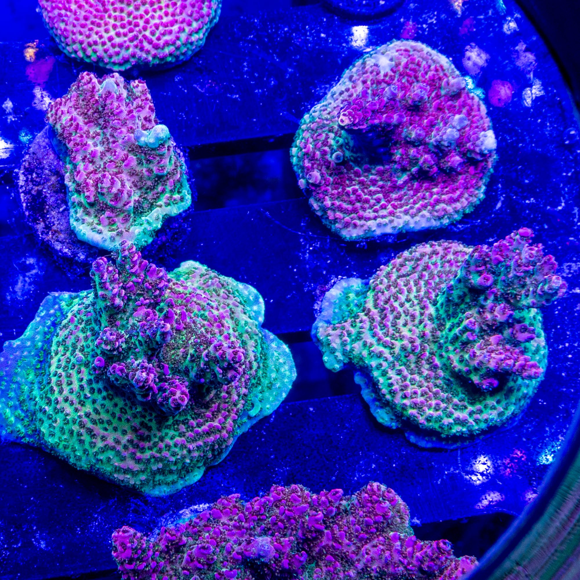 WWC Heartbreaker Acropora