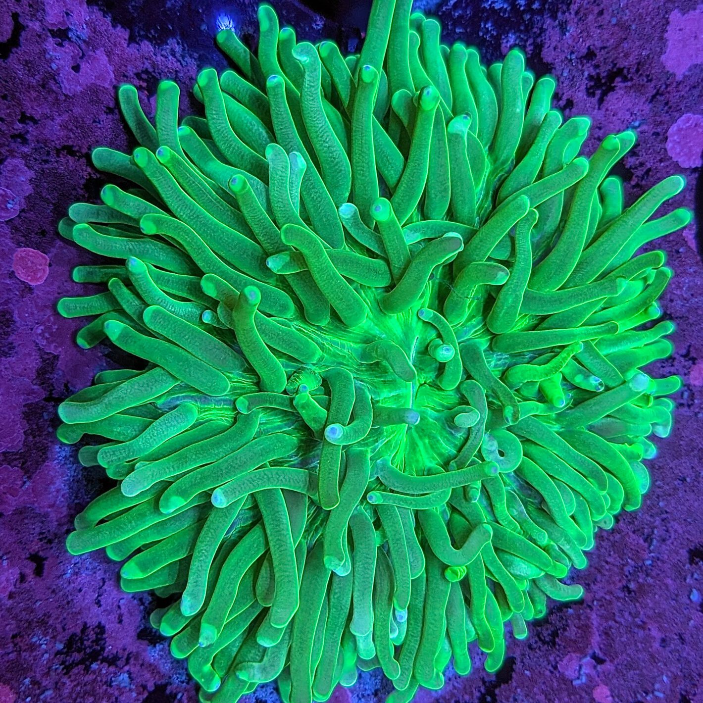 Electric Green Heliofungia