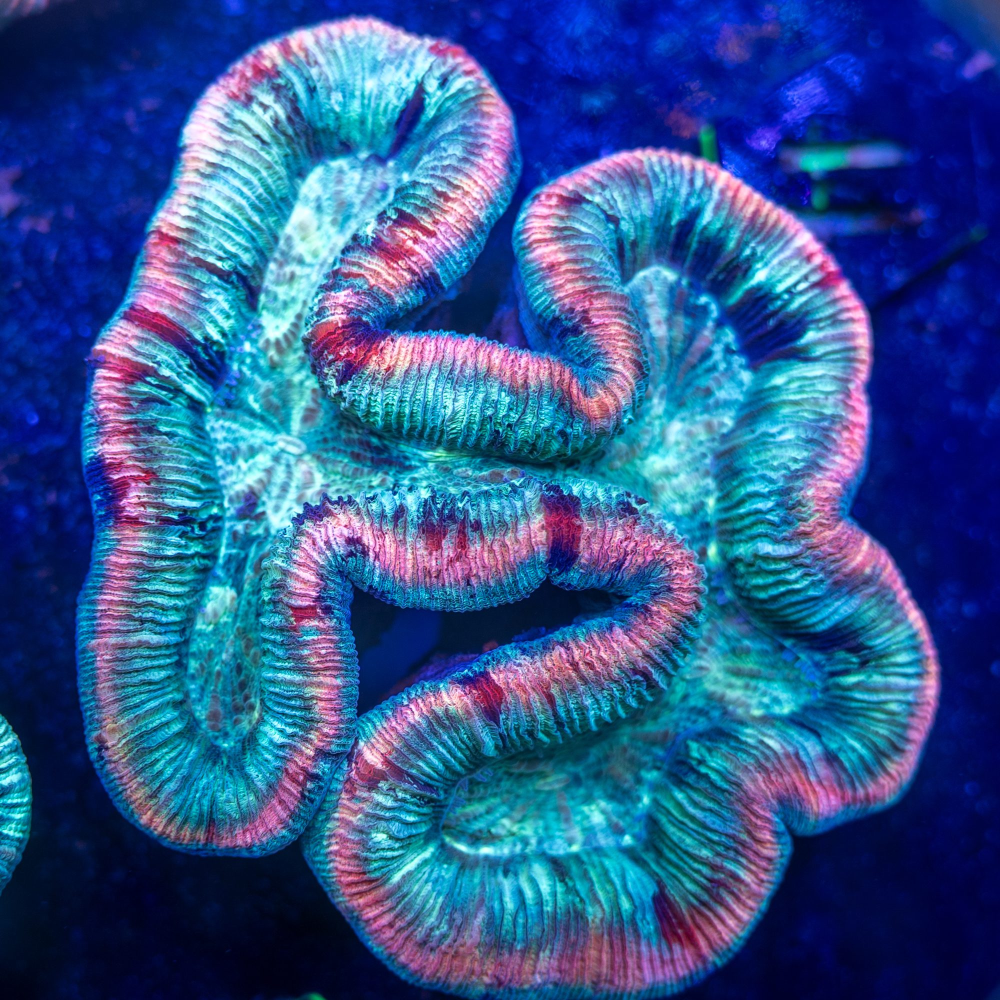 Homer Glaze Bowtie Trachyphyllia