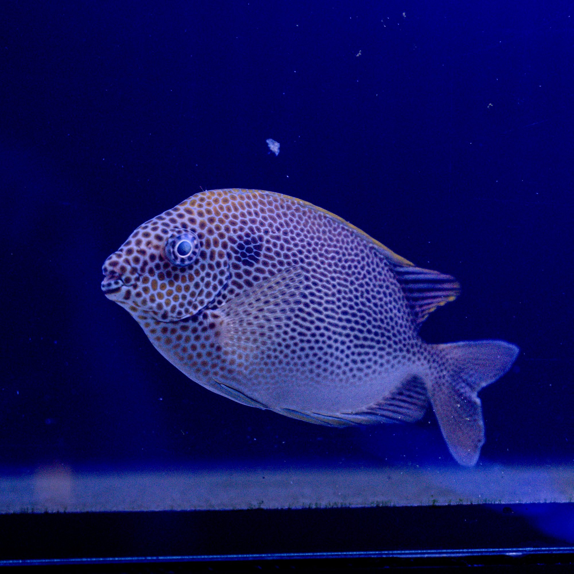Honeycomb Rabbitfish