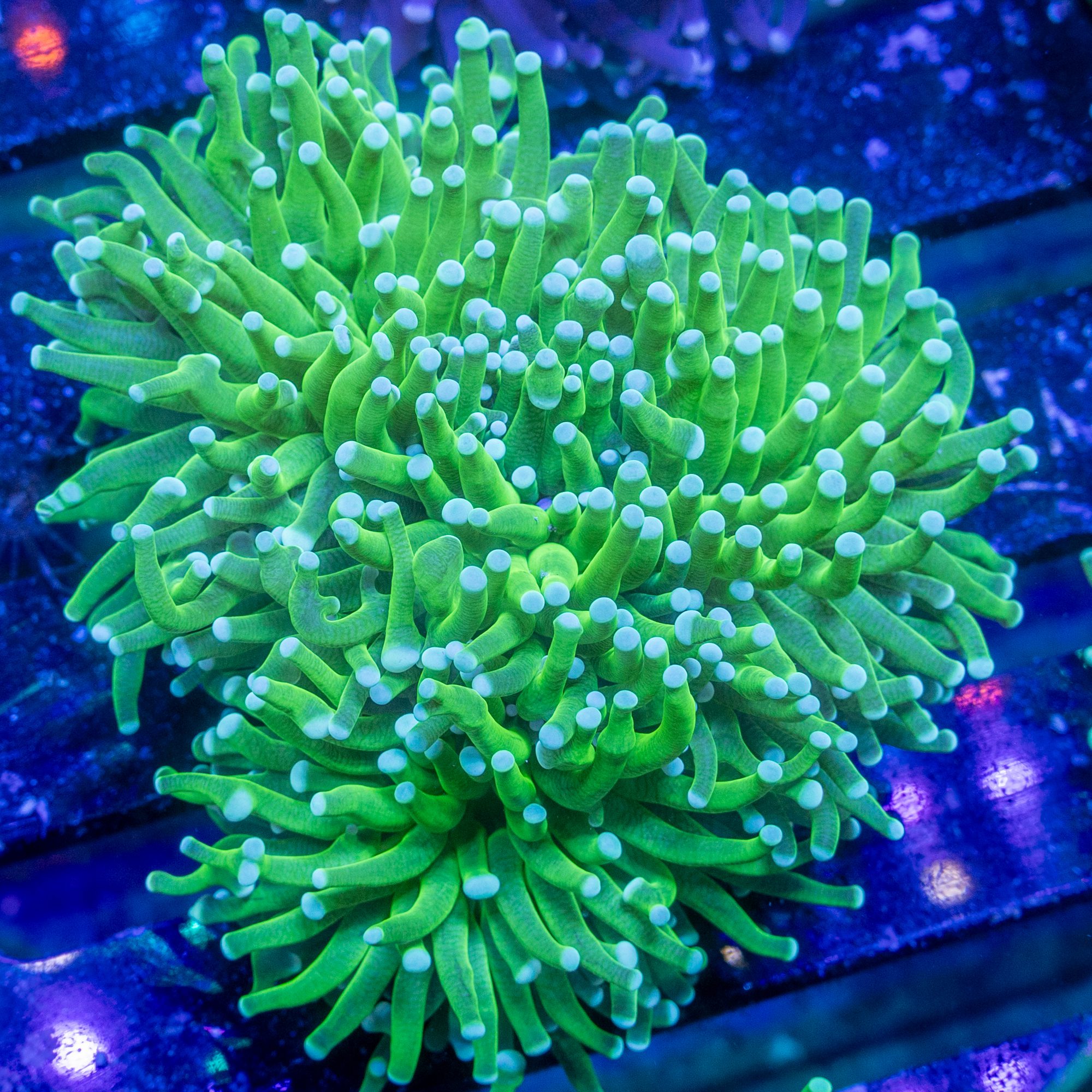 Incredible Hulk Torch, 2H