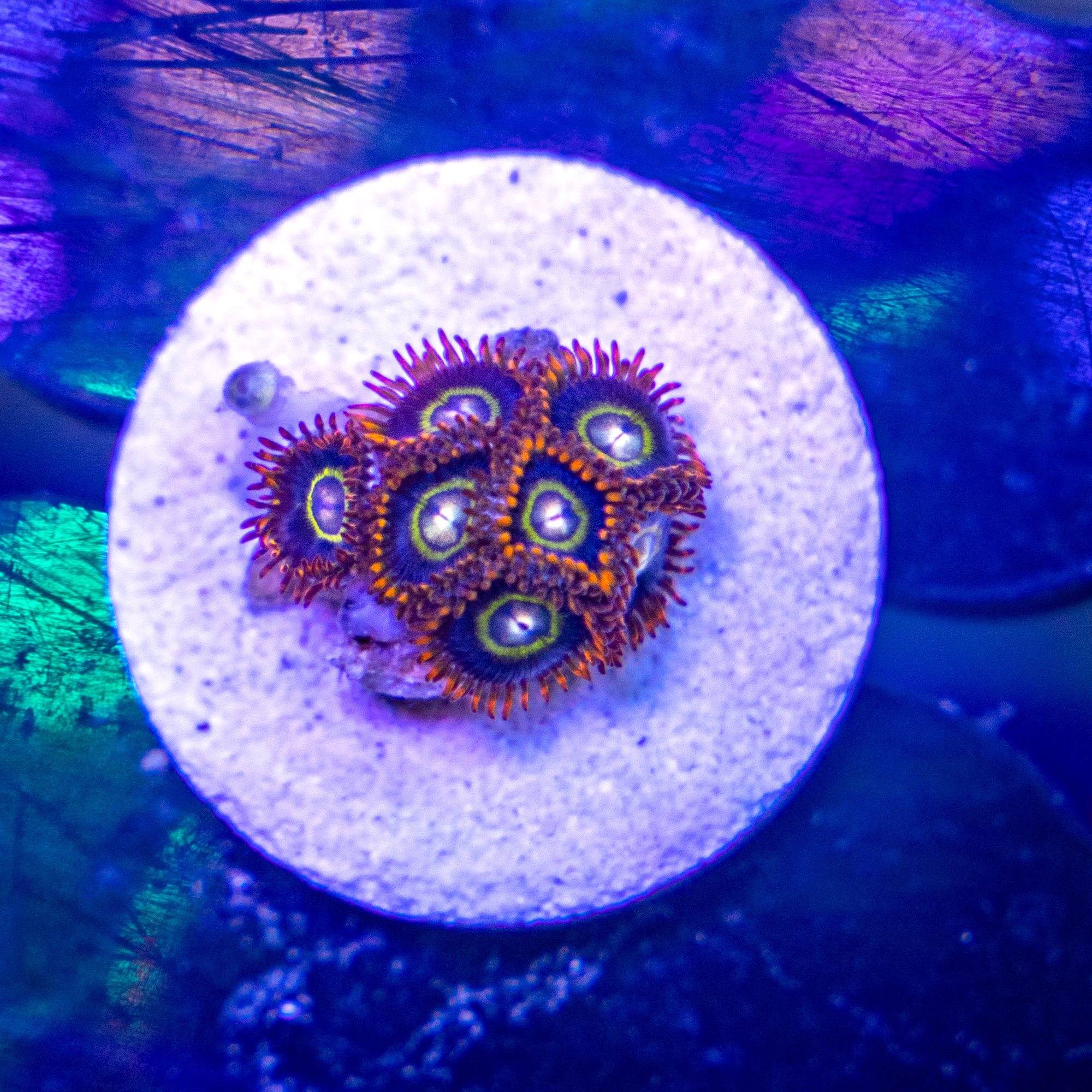 Pikachu x Hornet Hybrid Zoanthid