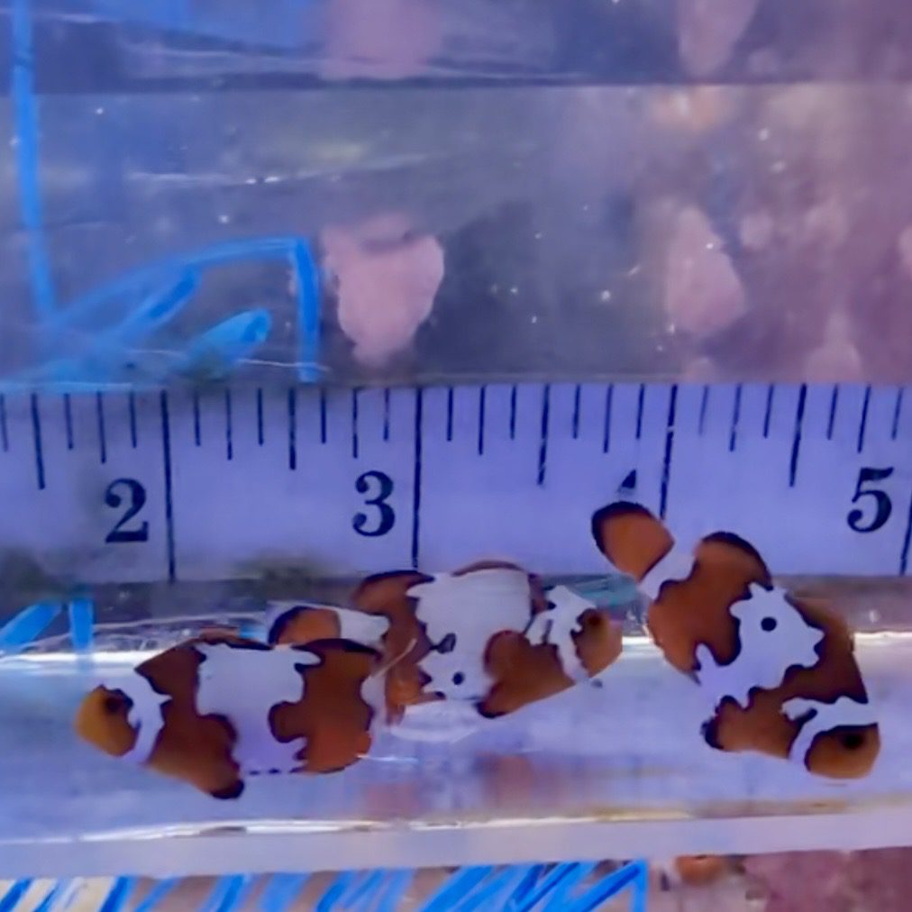 Snowflake Clownfish