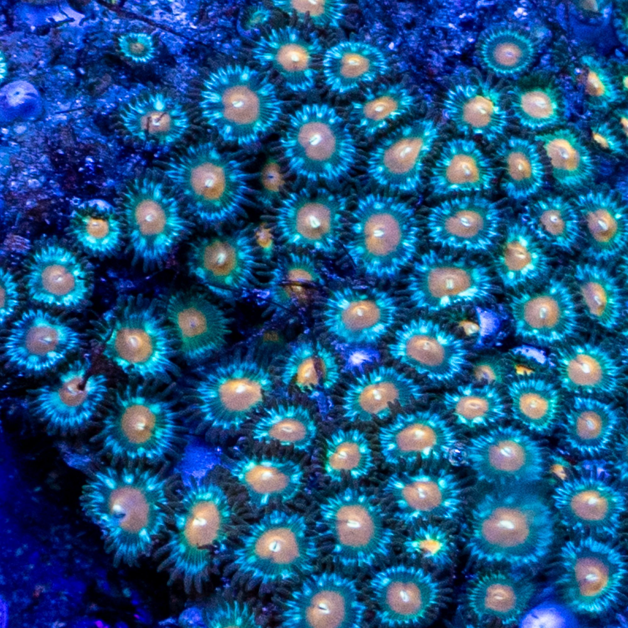 Orange Kiwi Zoanthid