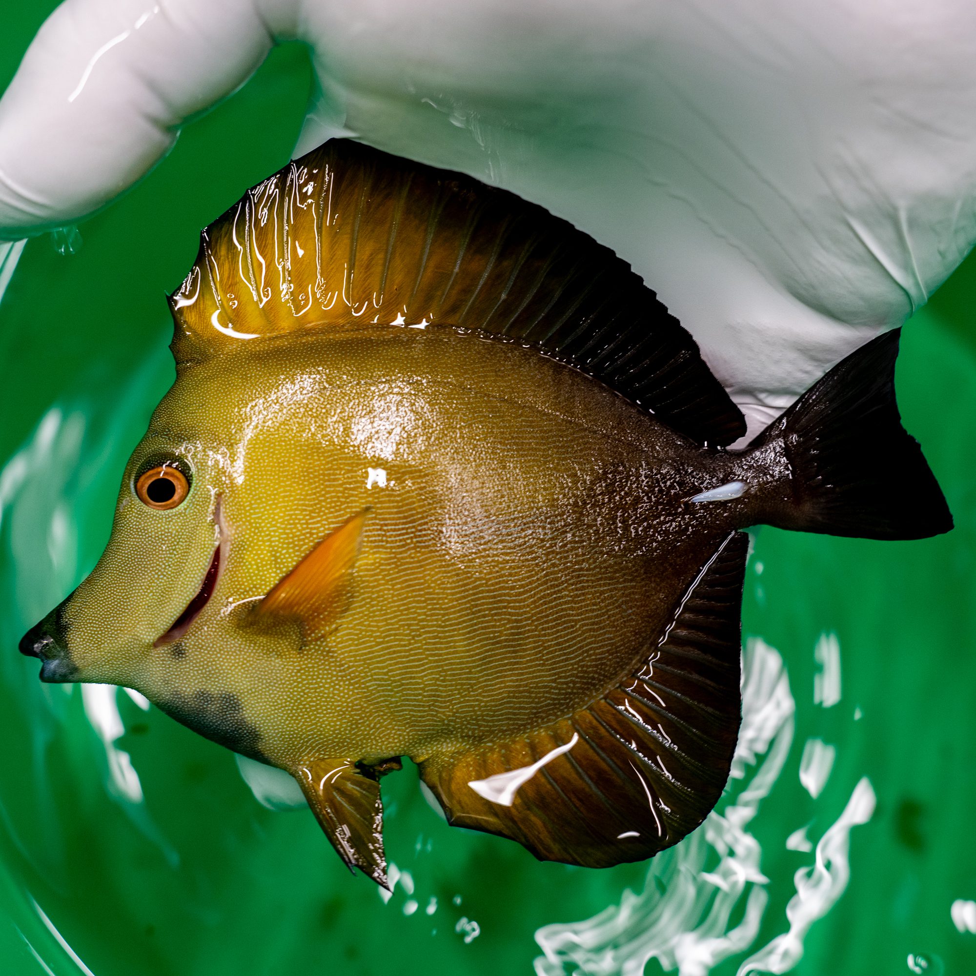 Koi Tang, Md+ - Image 2