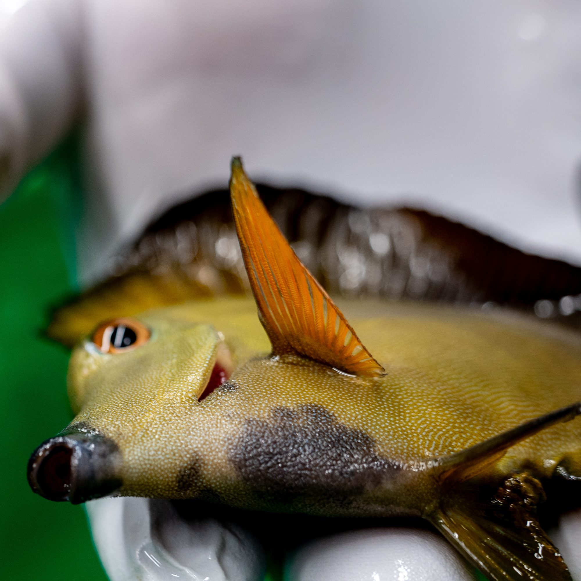 Koi Tang, Md+ - Image 3