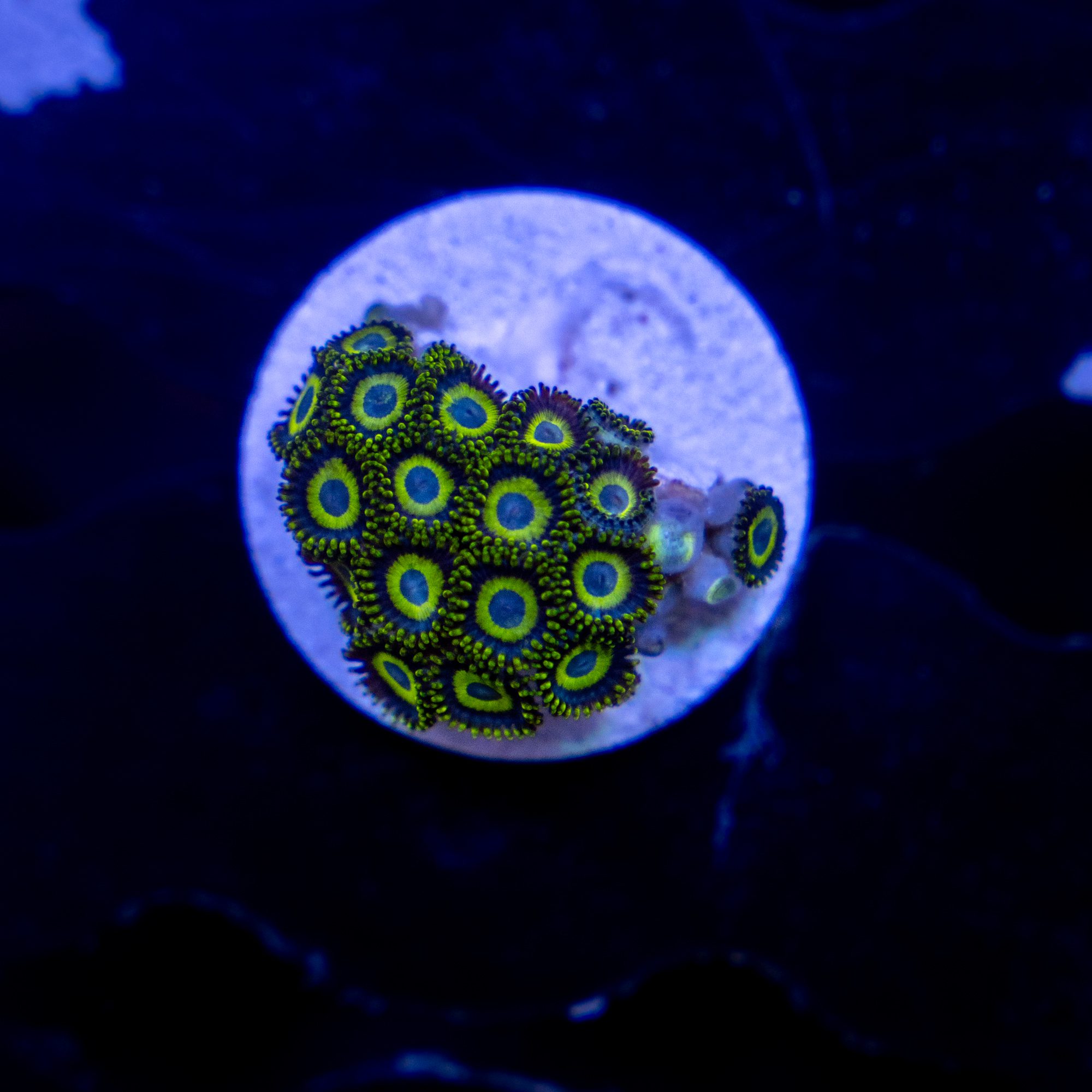 La Laker Zoanthid
