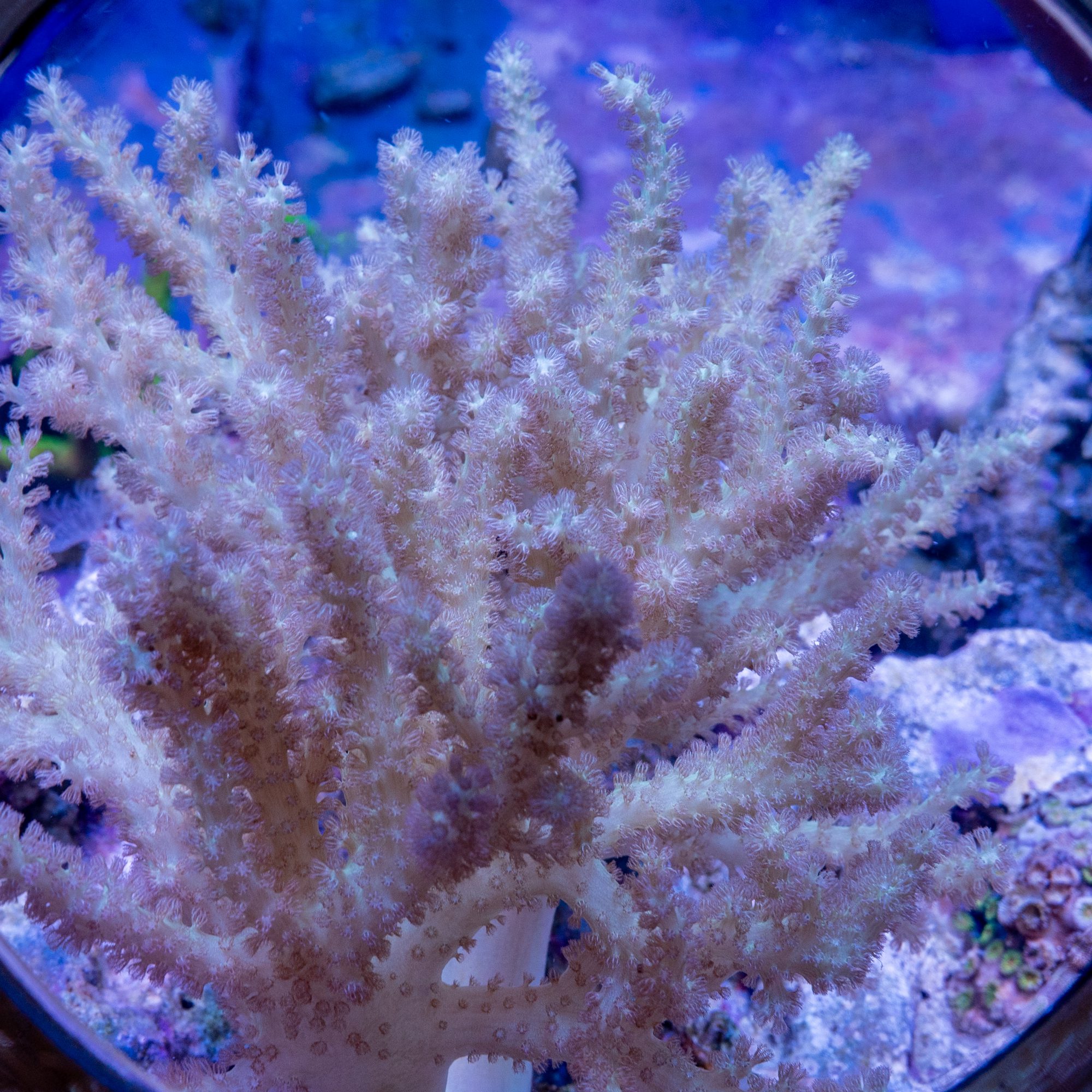 Pink Iridescent Sinularia Colony