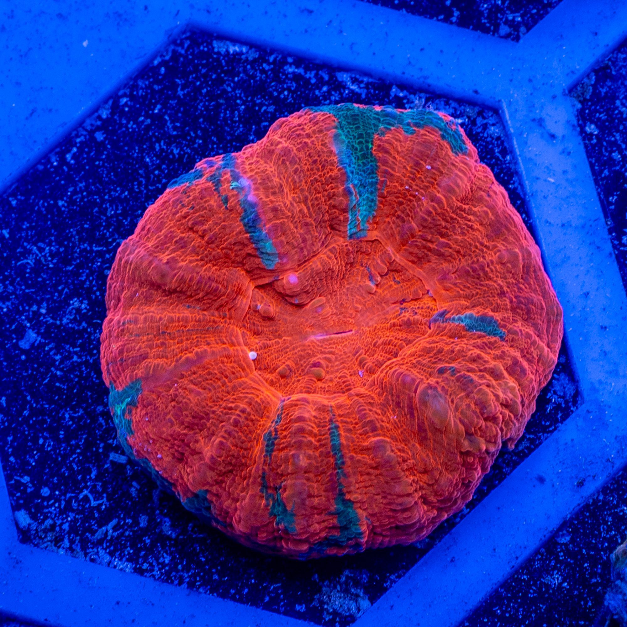 Wicked Apple Scolymia
