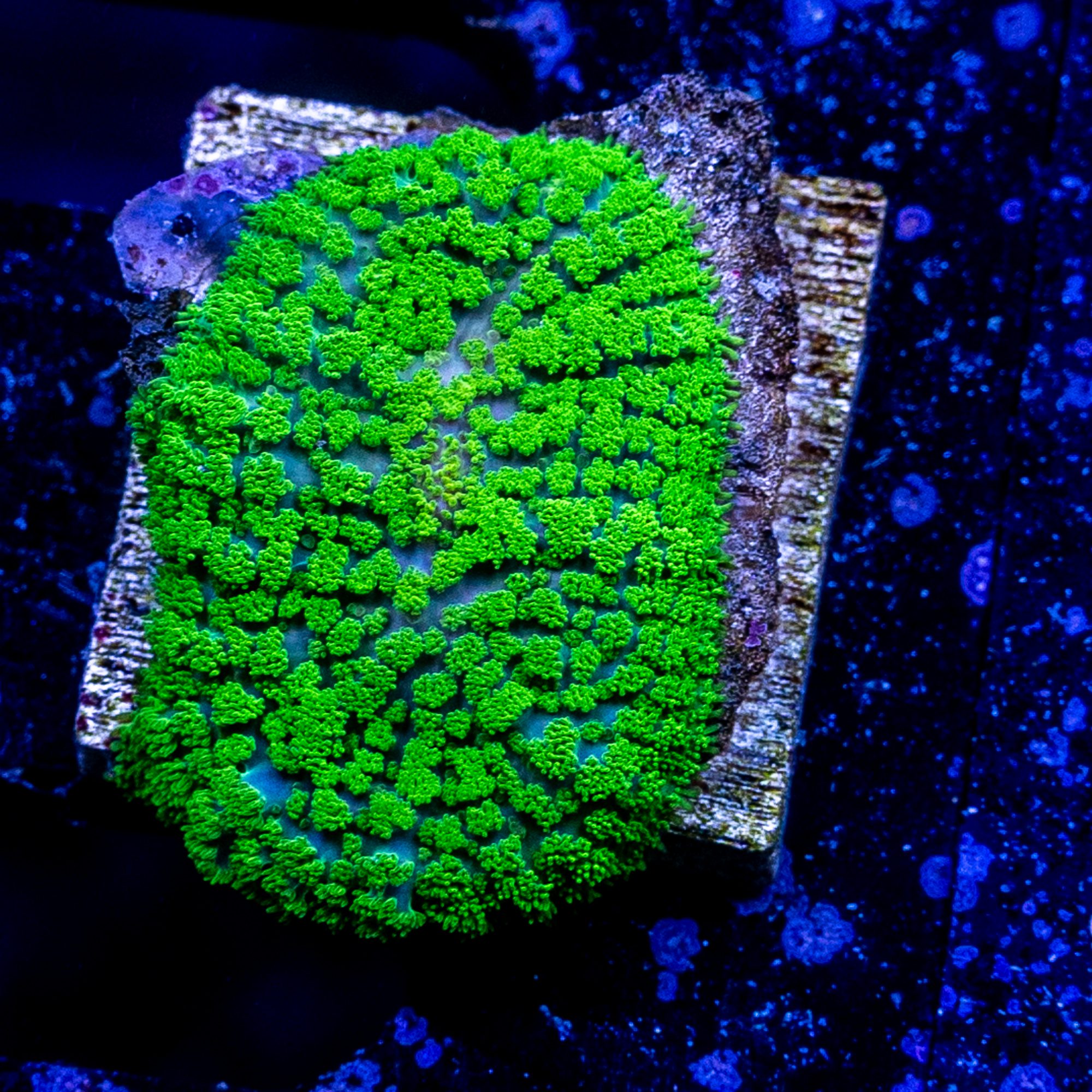 Fern Gulley Rhodactis Mushroom