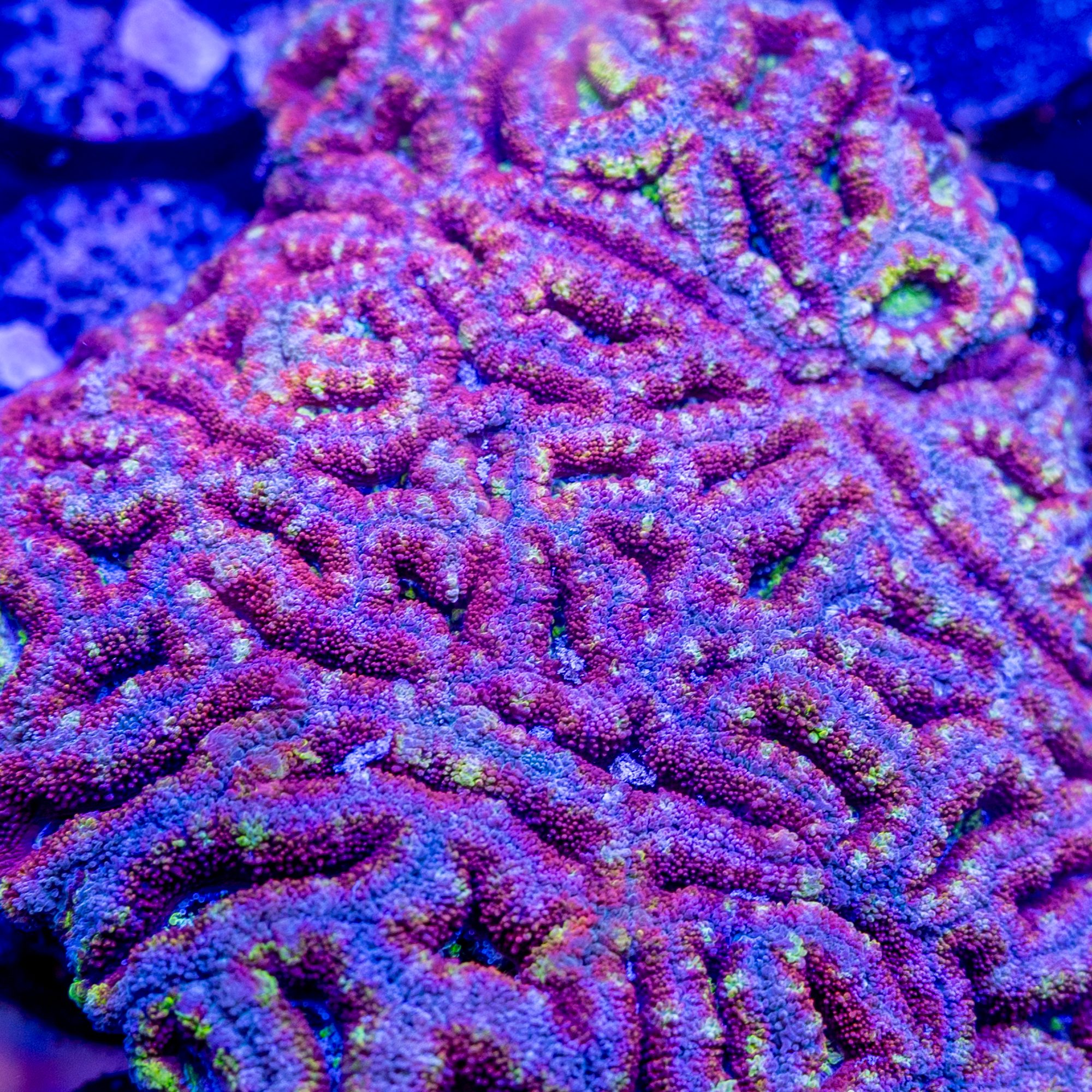 Rainbow Brite Lordhowensis