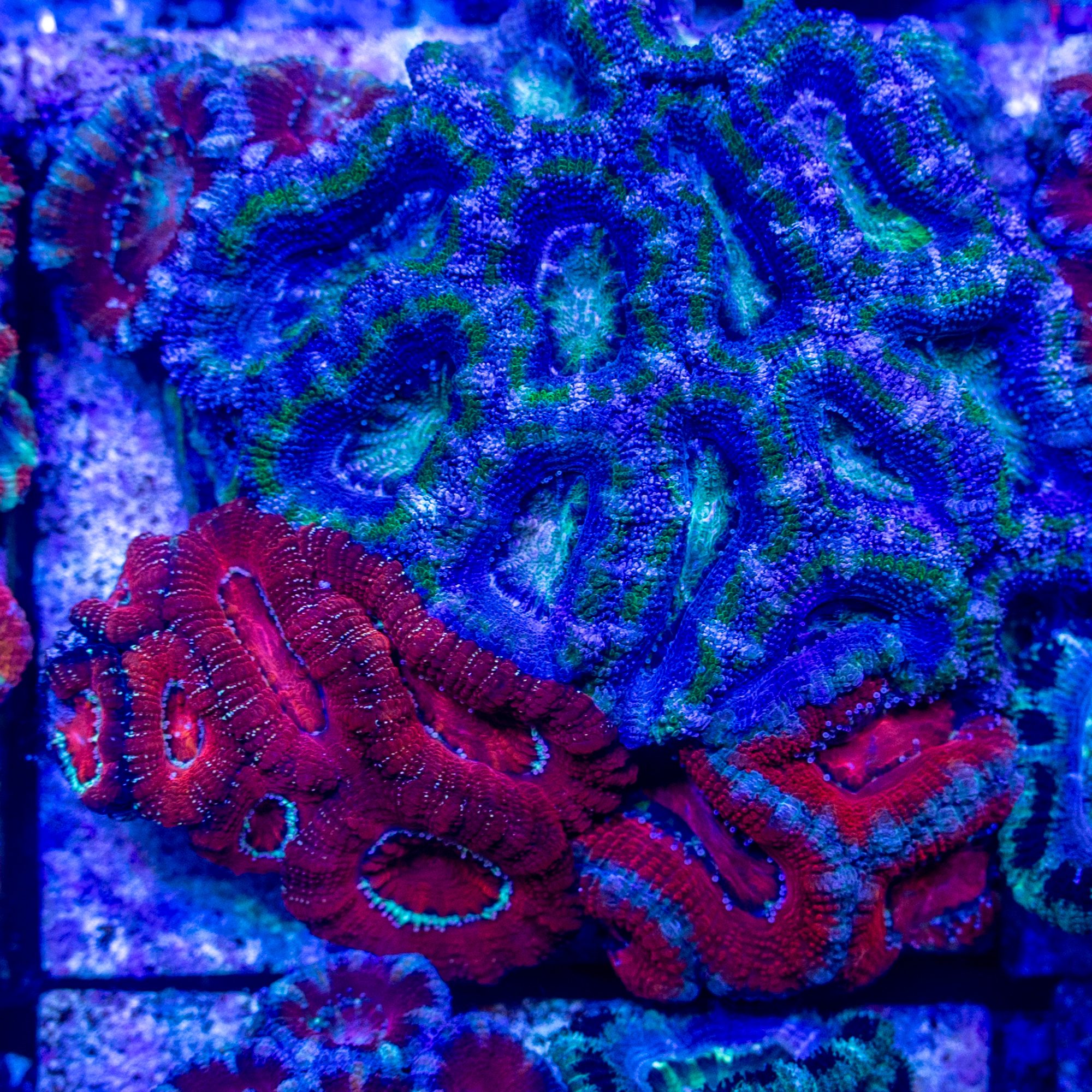 Lordhowensis Garden #6