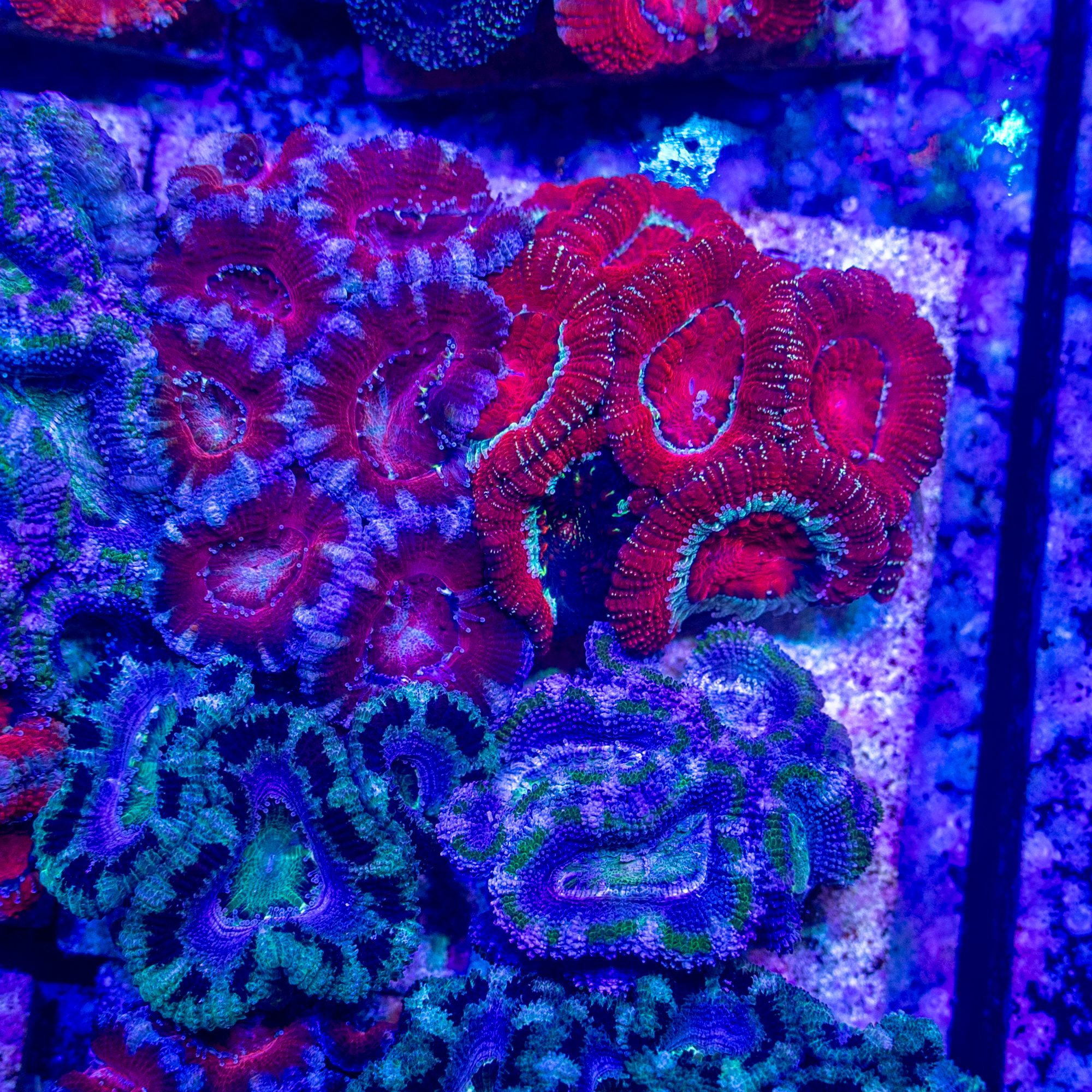 Lordhowensis Garden #7