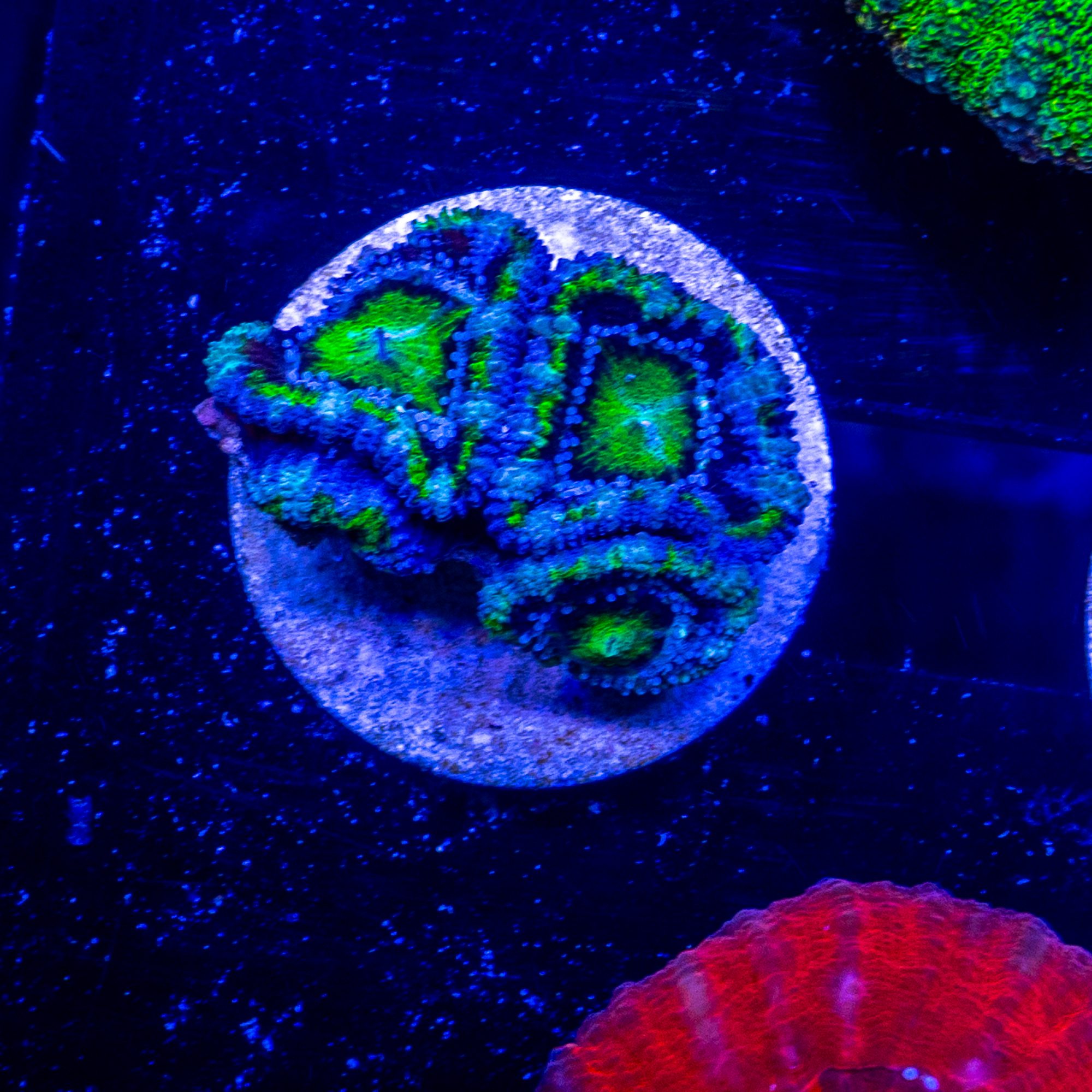UFO Lordhowensis