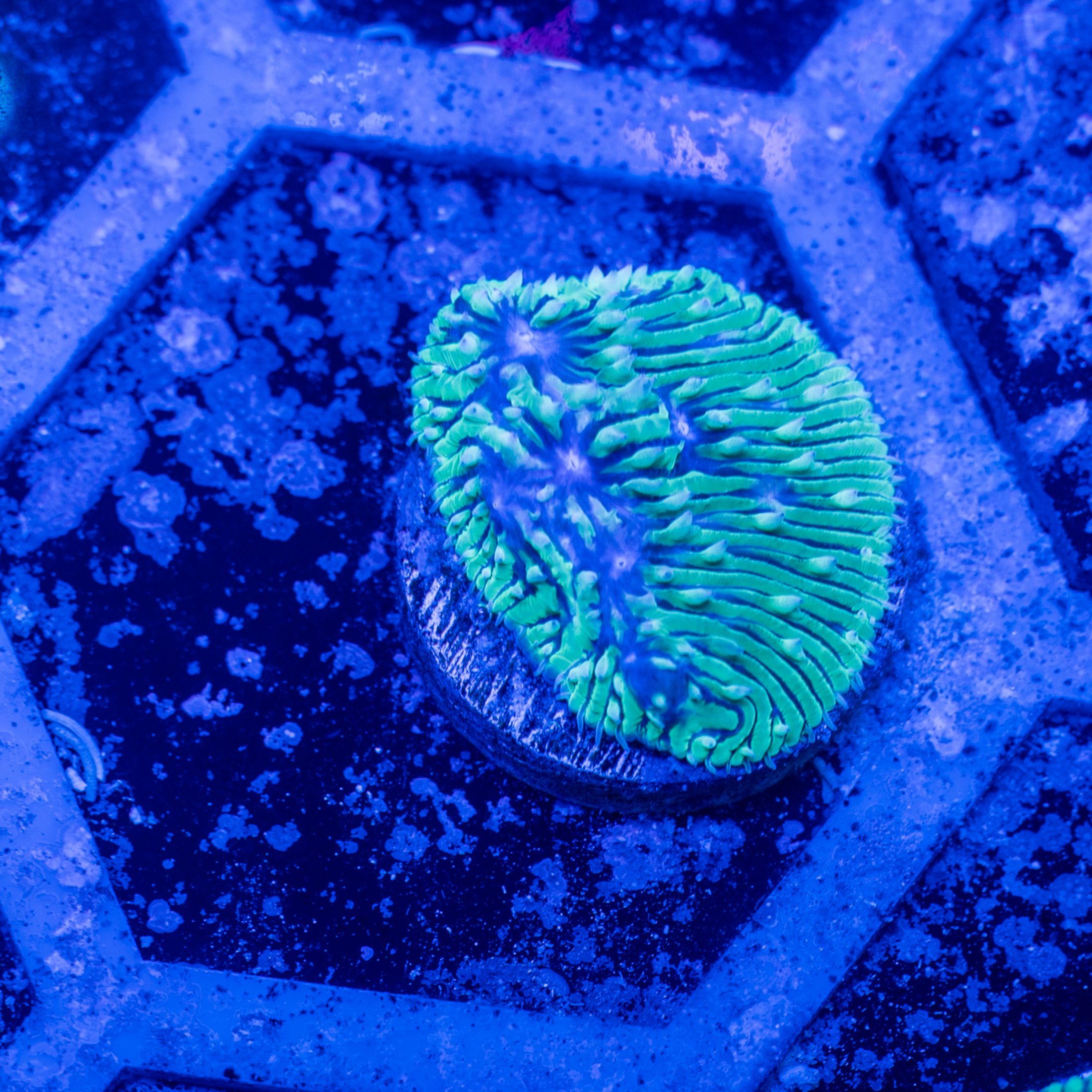 大人の上質 Sustainable Reefs Echinata Lime and Blue（No.03）