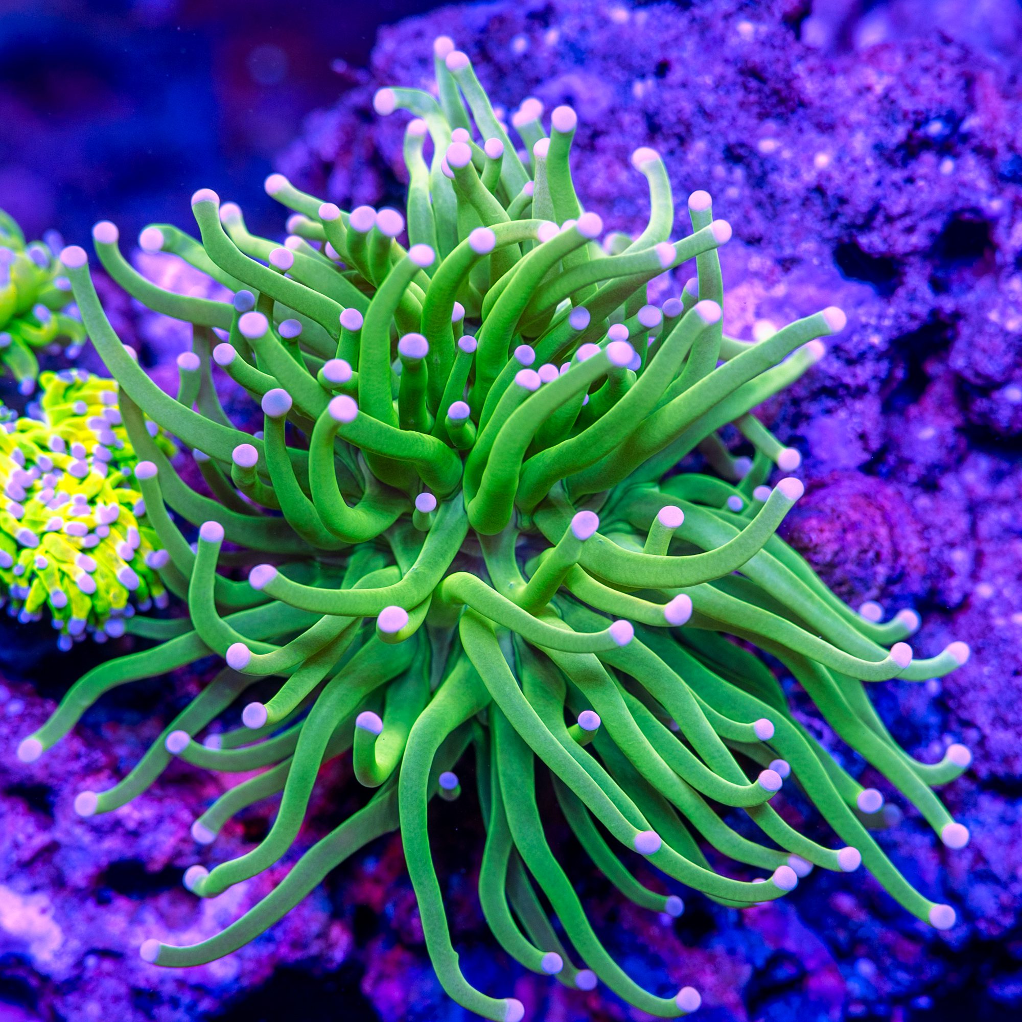 Malaysian Ultra Pink Tip Torch