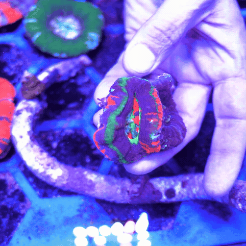 Double Master UFO Scolymia