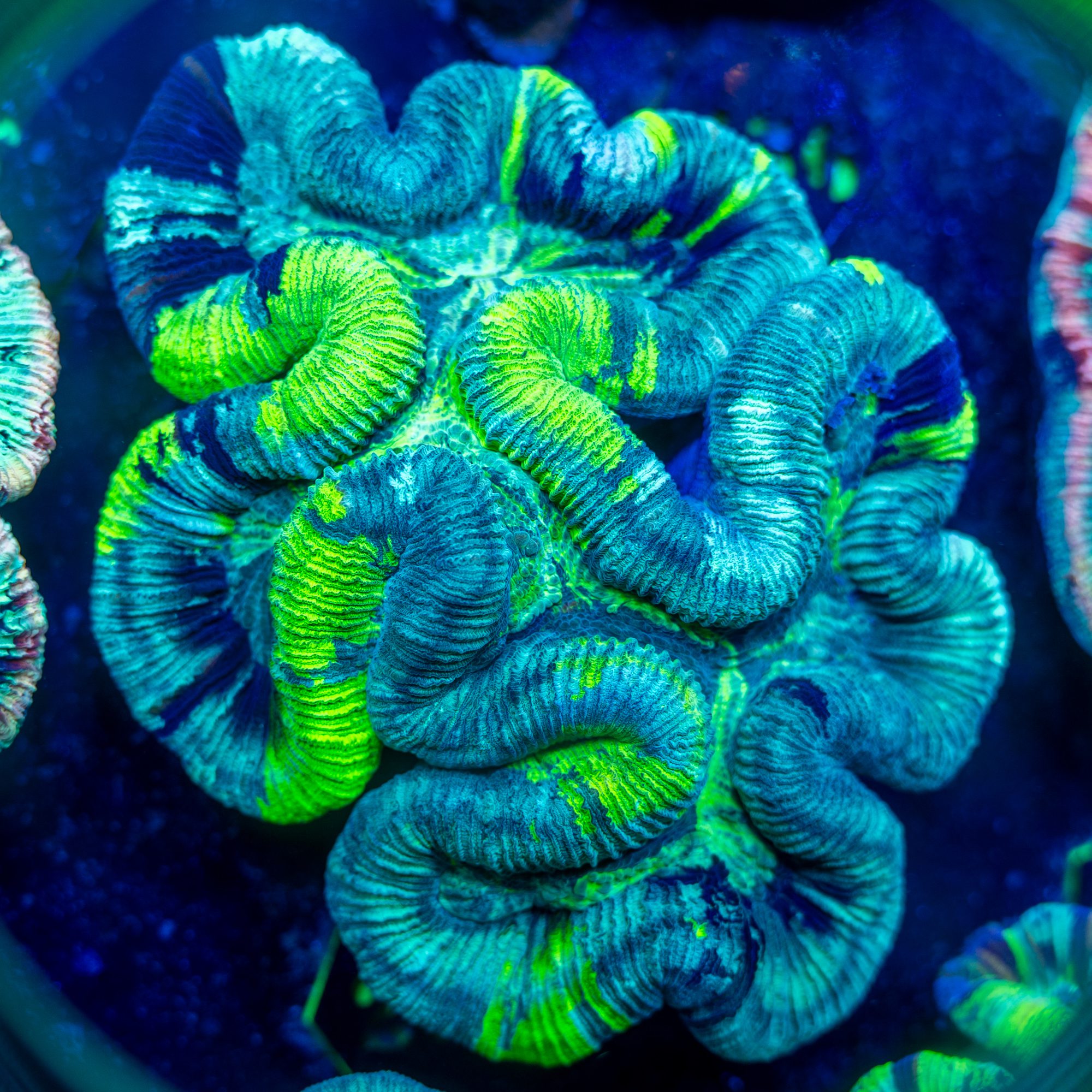 Extreme Matrix Trachyphyllia