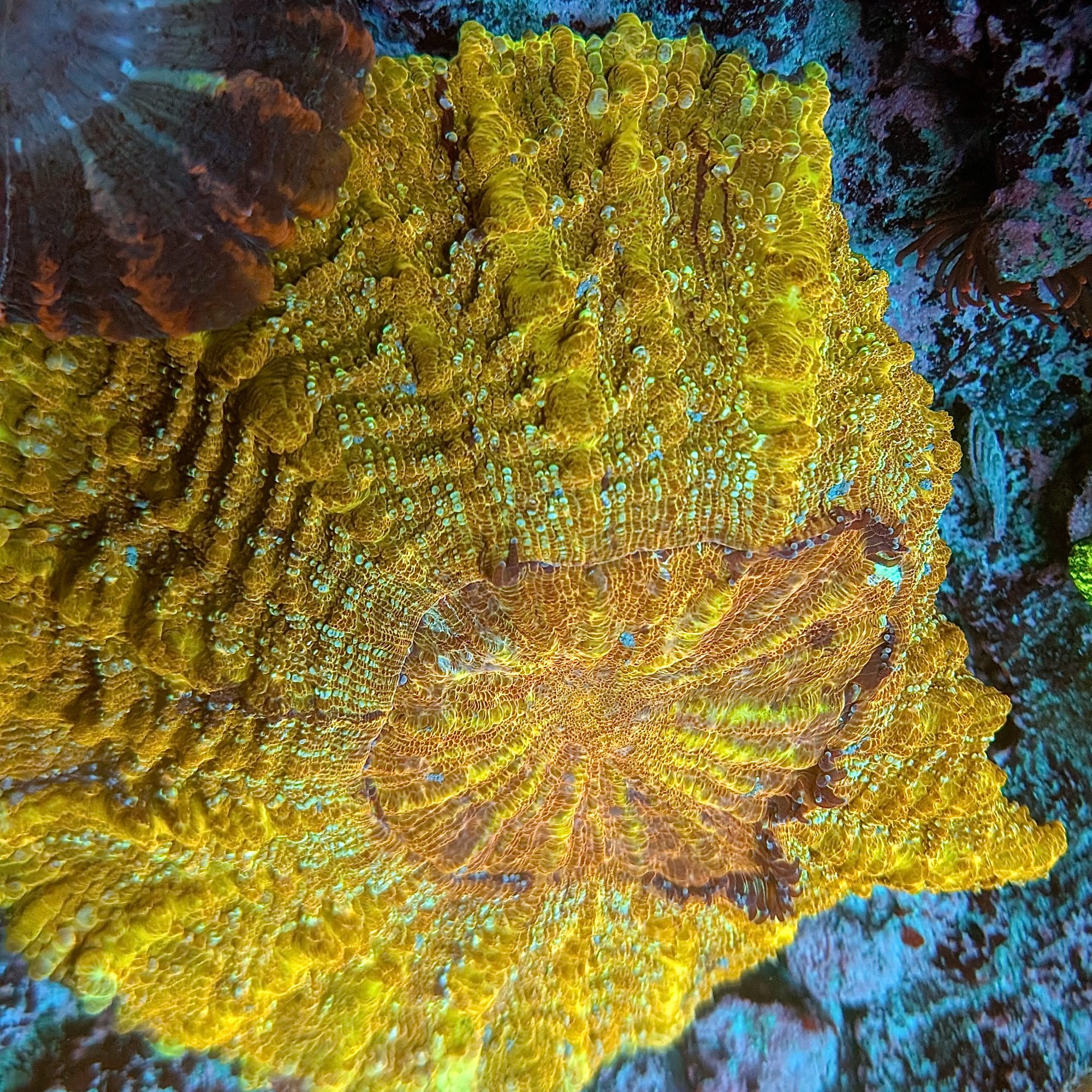 Golden Goose Meat Coral