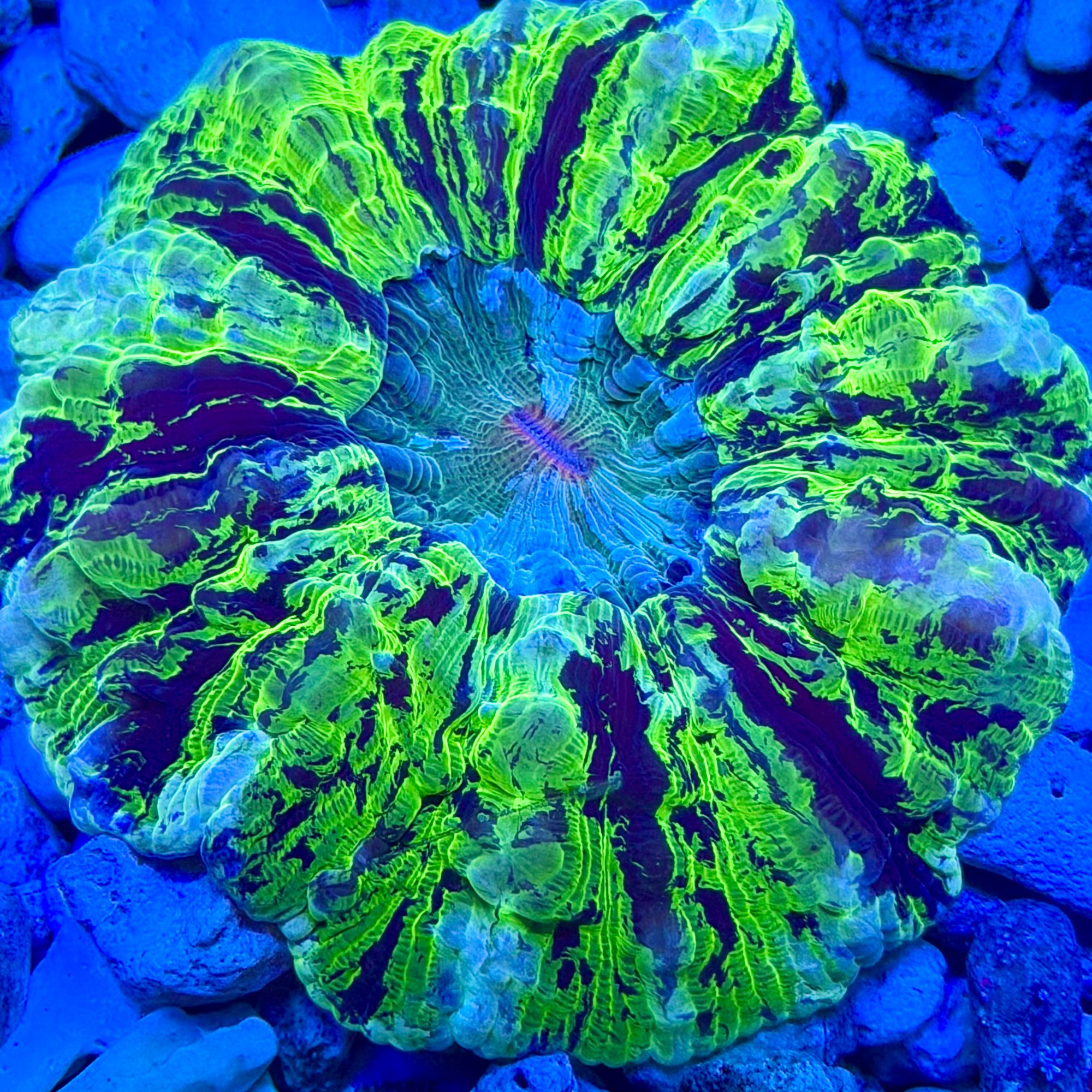 Acid Rain Acantho