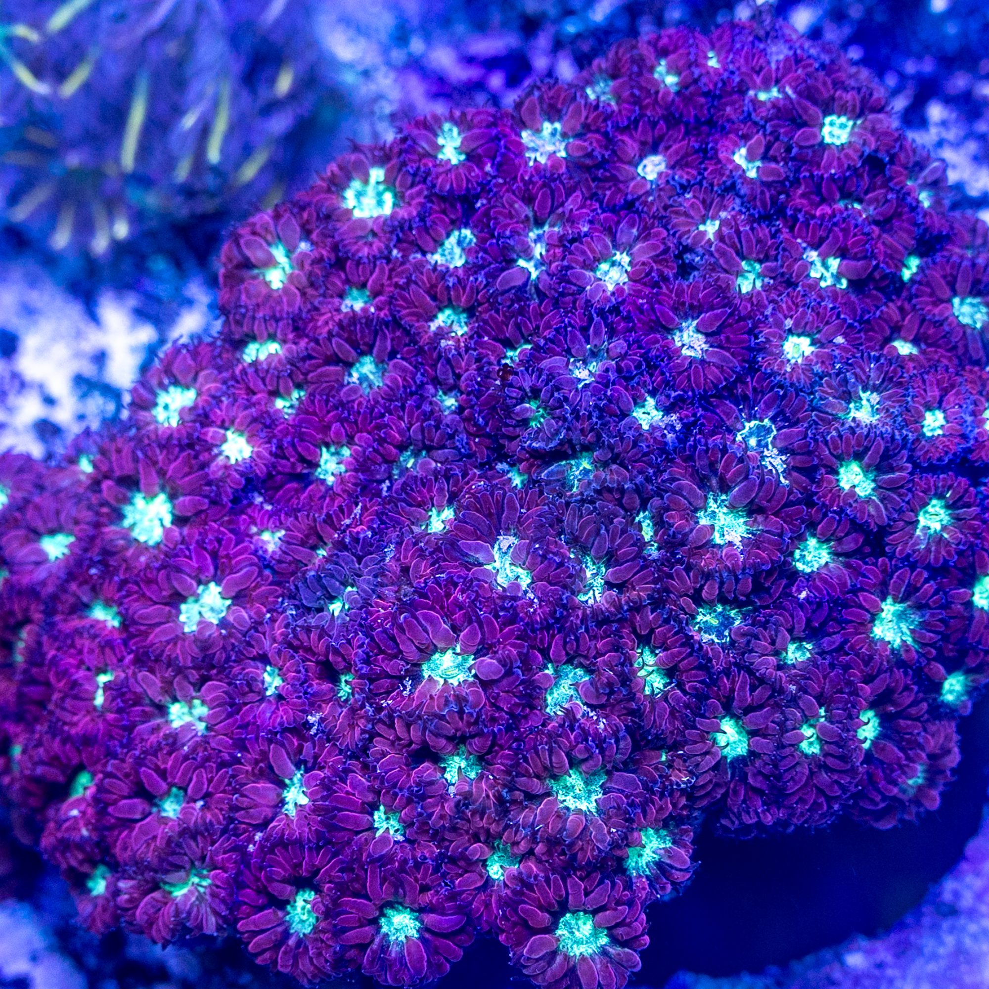 Magenta Rain Blasto Merletti