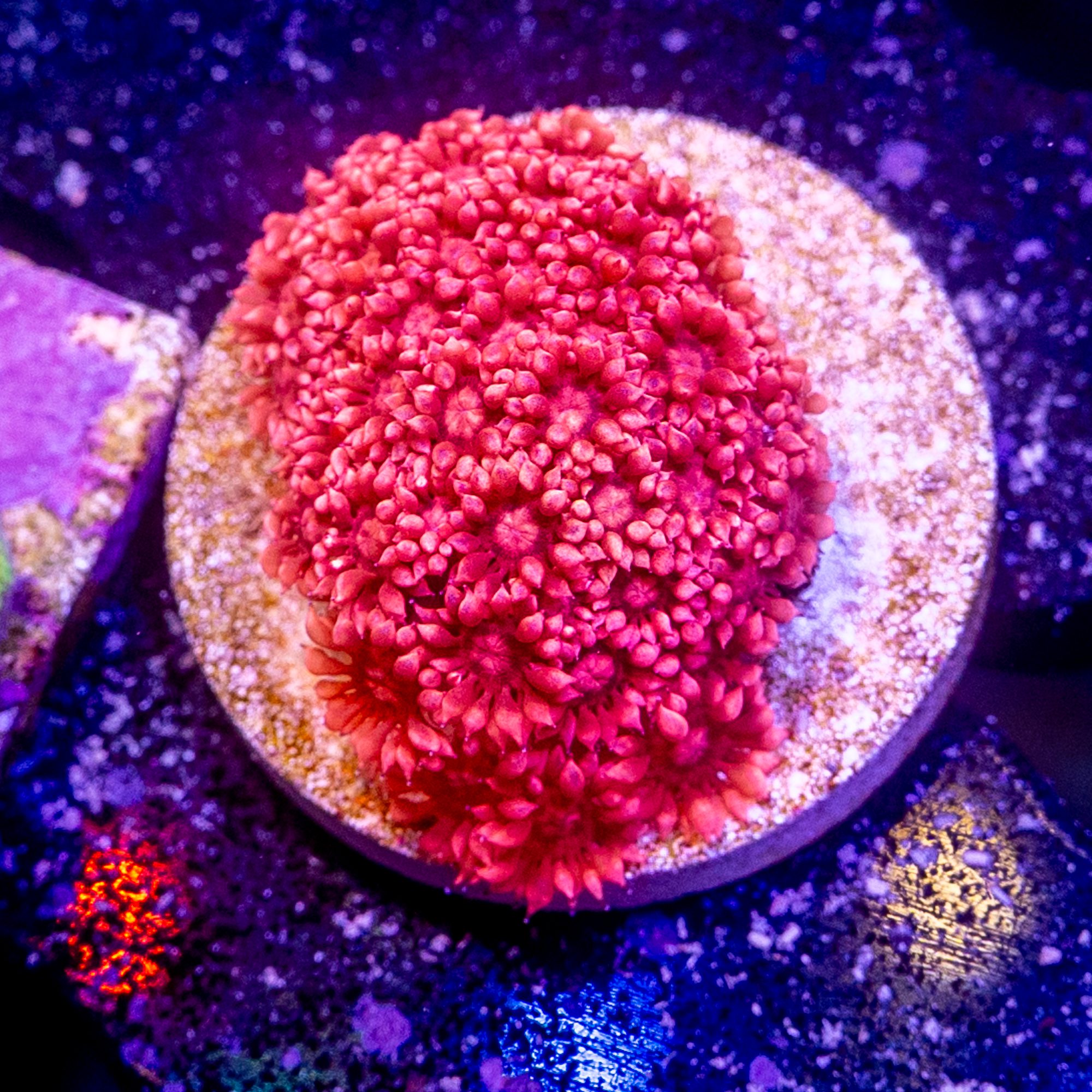 Dracula Eyes Gonipora