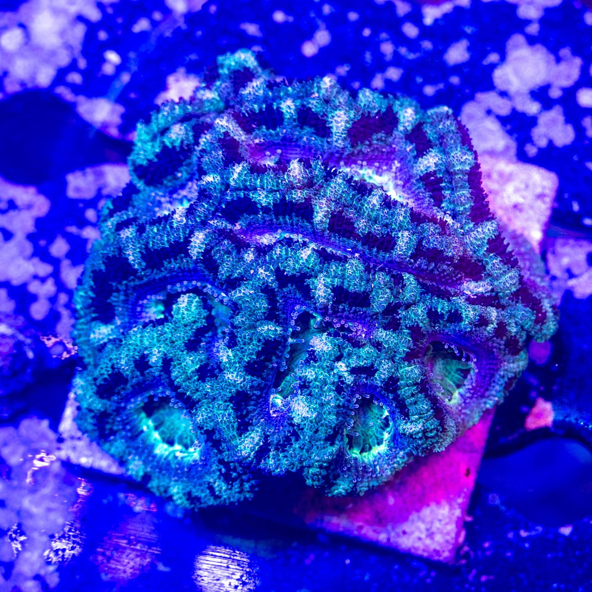 Miami Teal Lordhowensis